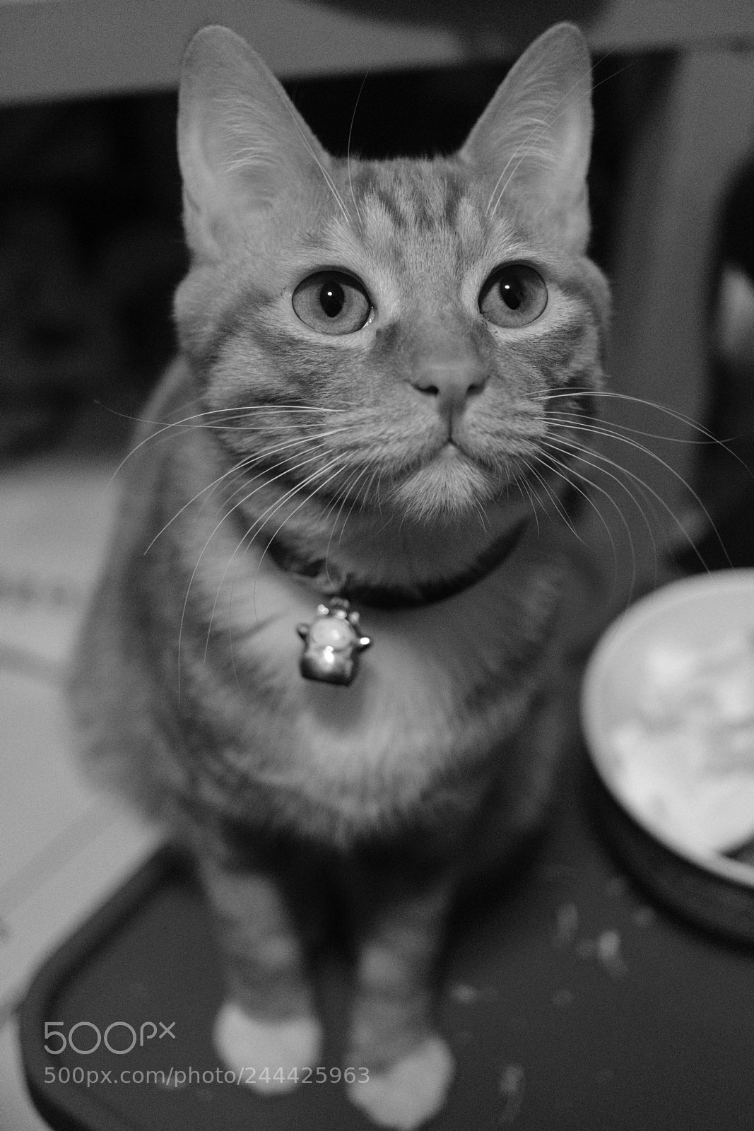 Fujifilm X-Pro2 sample photo. Catty photography