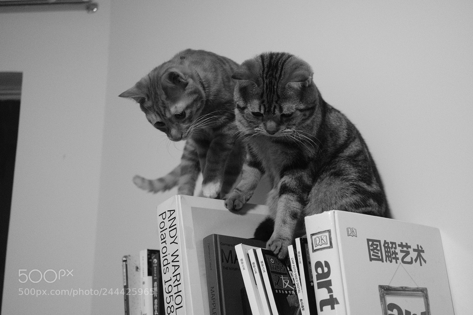 Fujifilm X-Pro2 sample photo. Catty photography