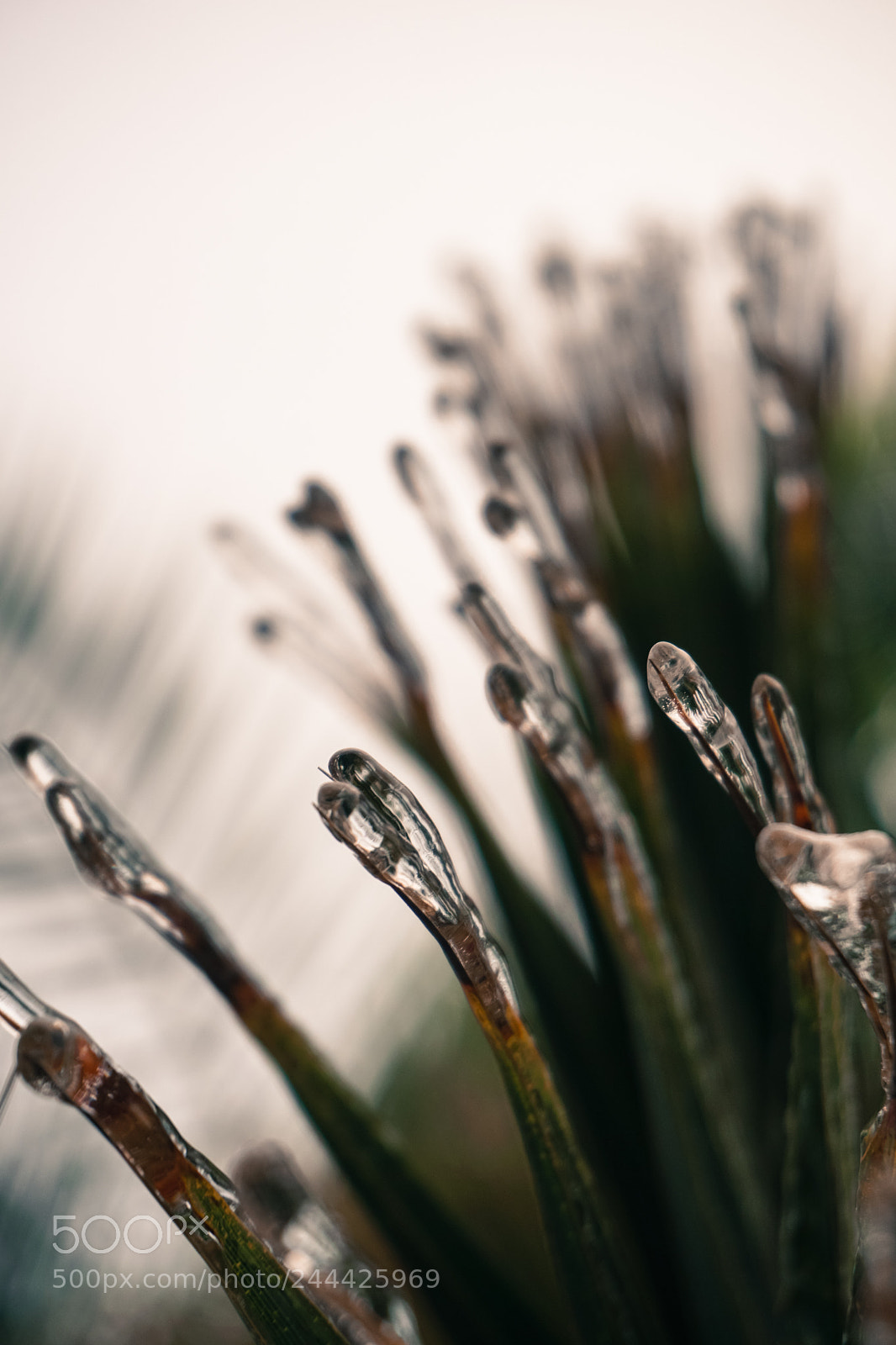 Sony a6300 sample photo. Frozen green photography