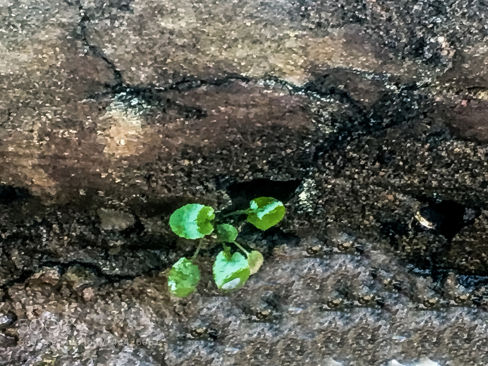 Apple iPhone 6s sample photo. Untitled photography