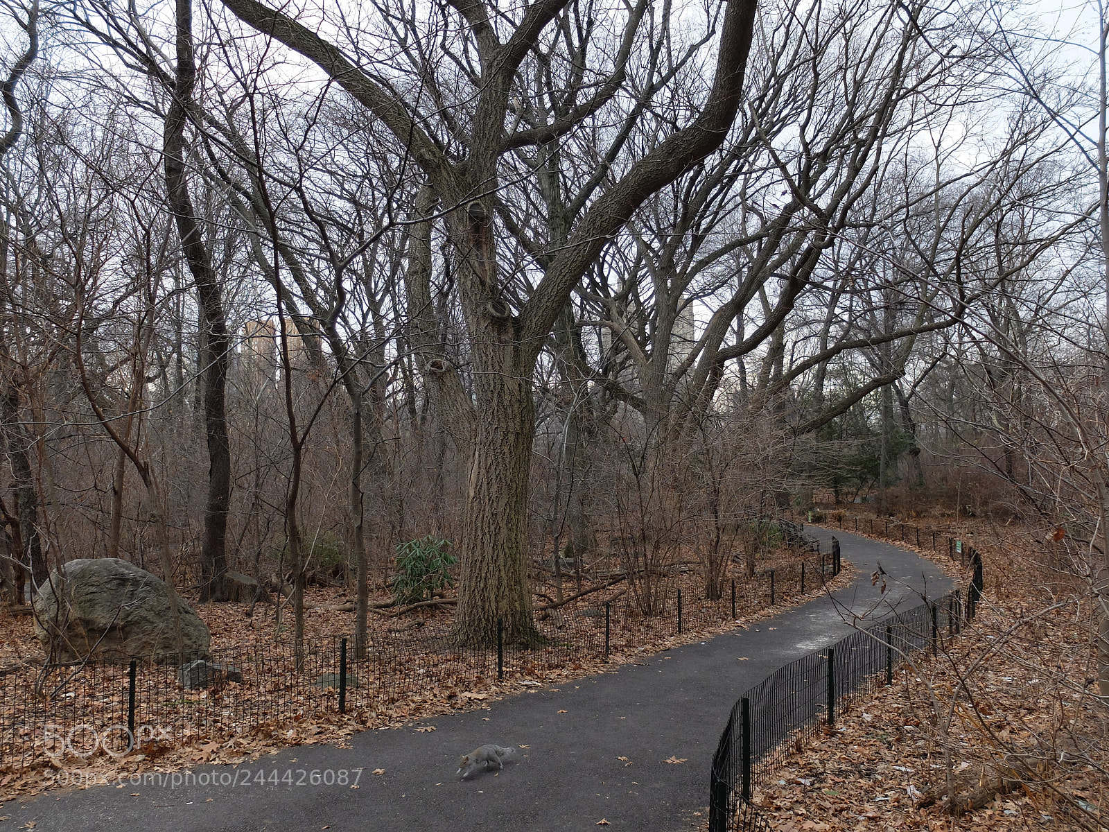 Fujifilm X30 sample photo. Squirrel photography