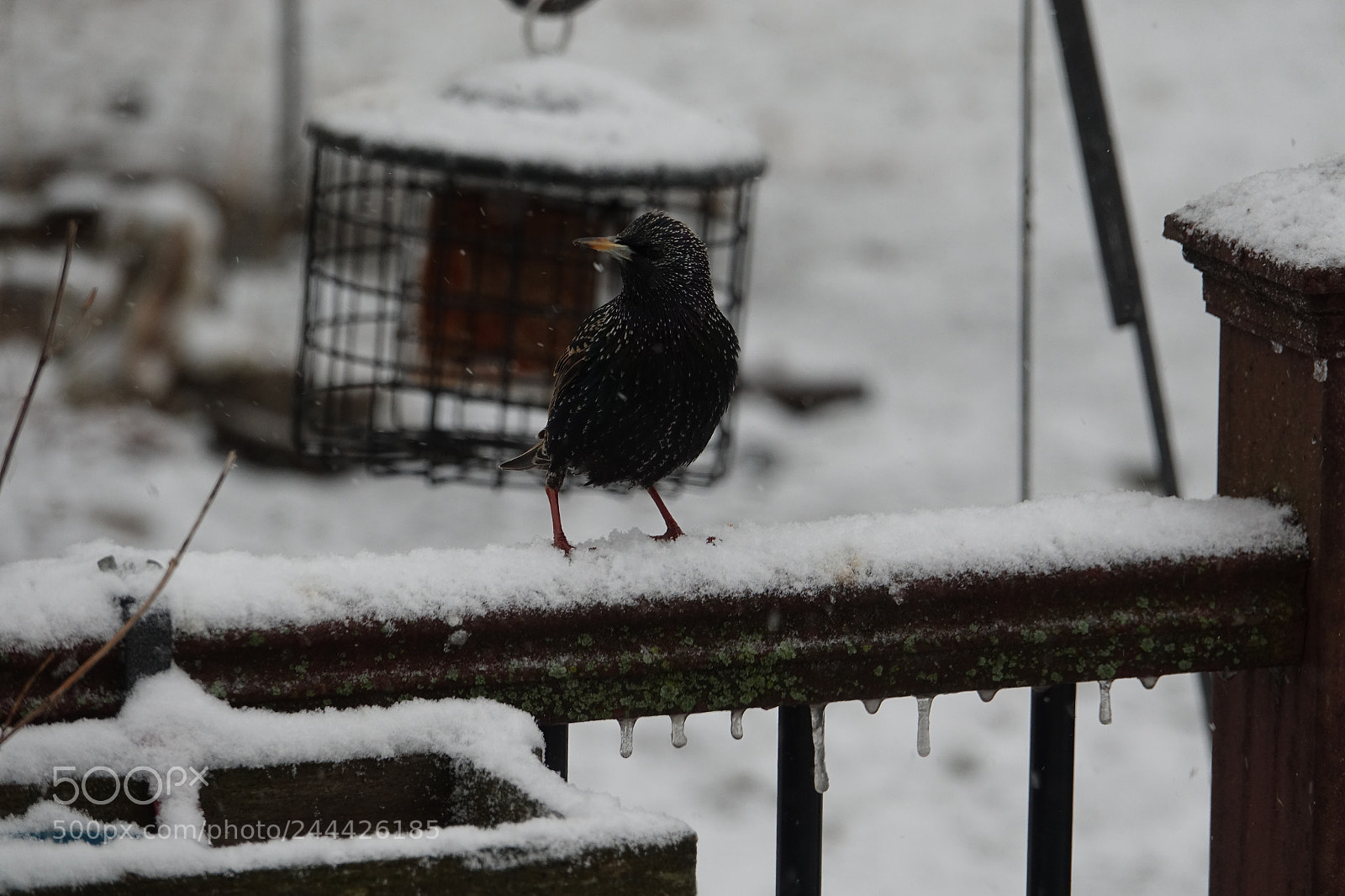 Sony Cyber-shot DSC-RX10 III sample photo. European starling in snow photography