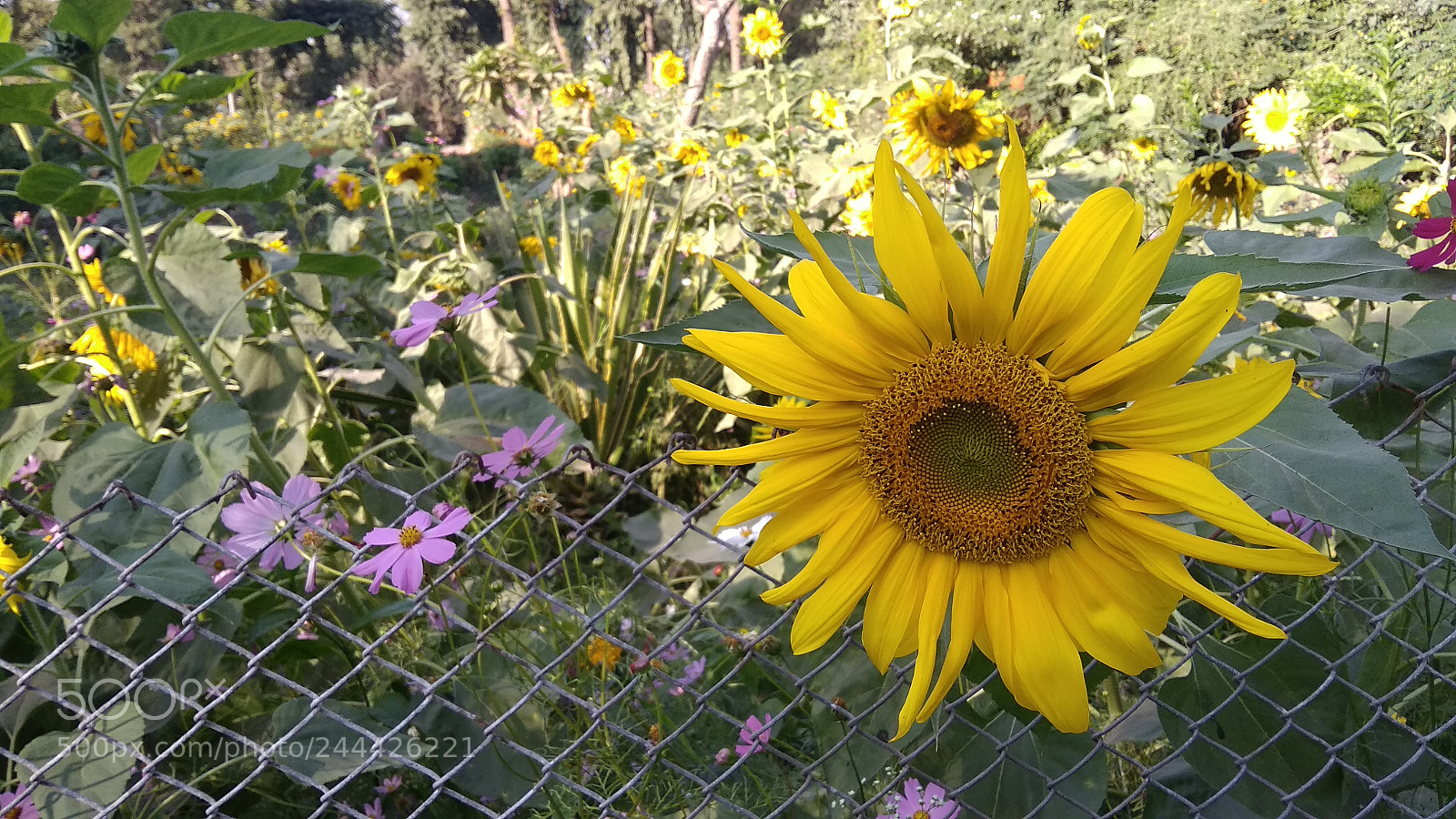 Xiaomi Redmi 5A sample photo. Sunflower photography