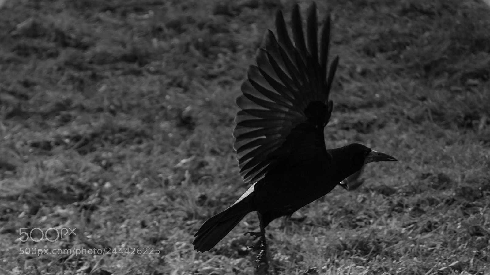 Olympus OM-D E-M10 II sample photo. In the wind photography