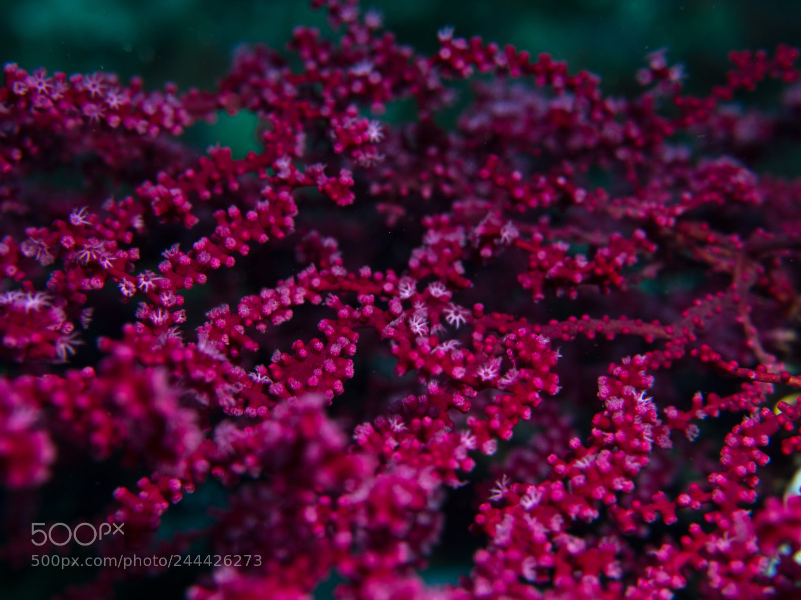 Olympus OM-D E-M10 sample photo. Pink soft coral photography