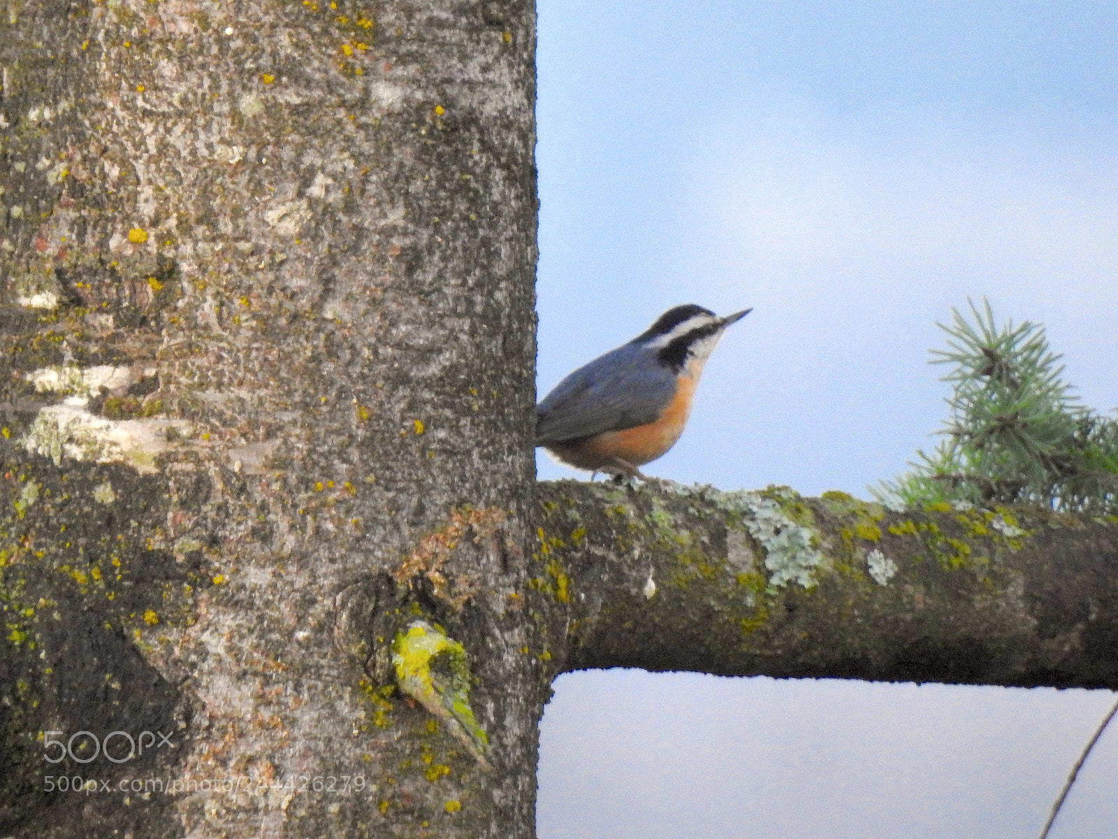 Nikon Coolpix P900 sample photo. Red-breasted nuthatch photography