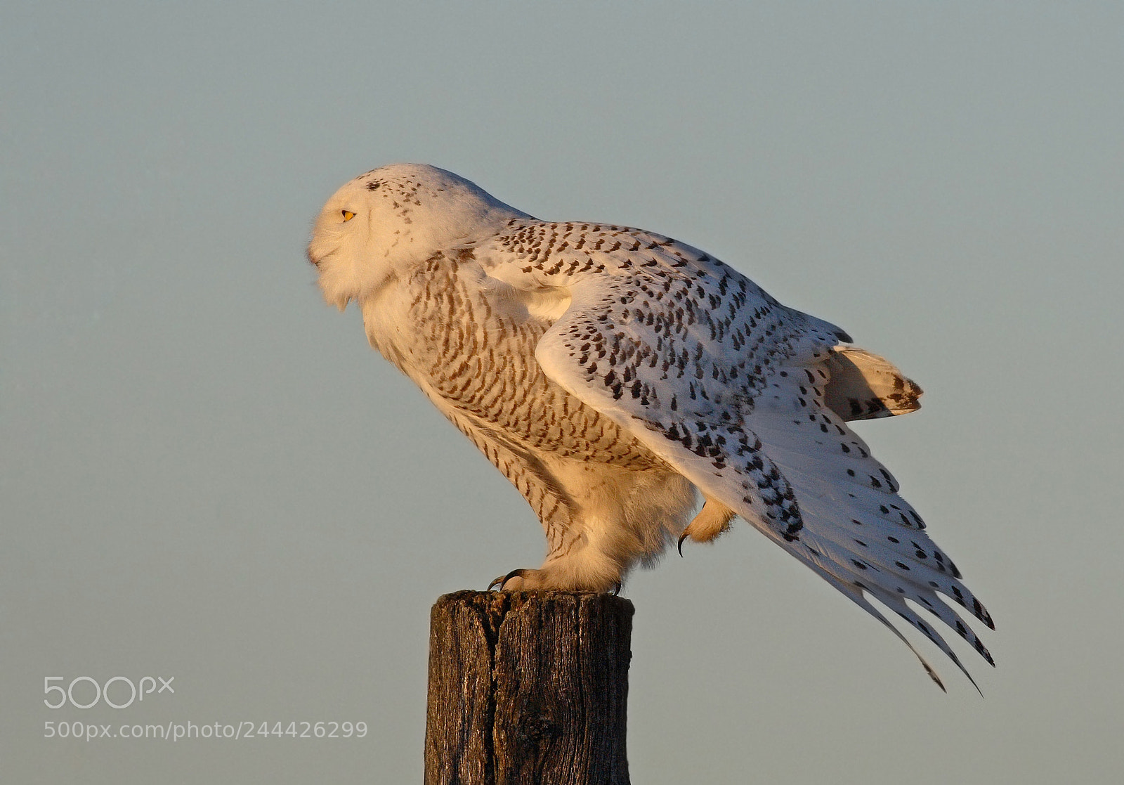 Canon EOS 30D sample photo. Winter wing stretch photography