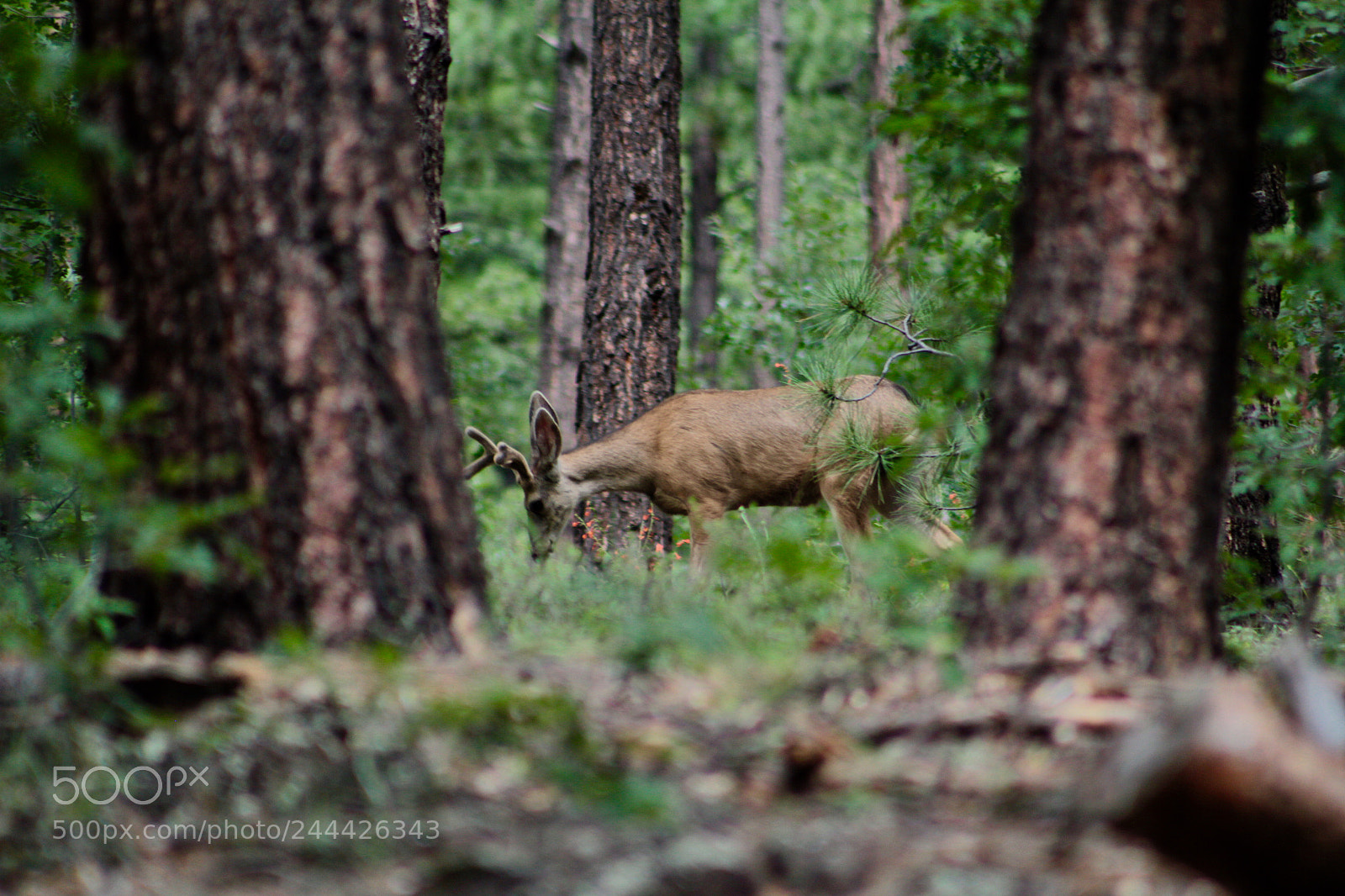 Canon EOS 550D (EOS Rebel T2i / EOS Kiss X4) sample photo. The hidden deer. photography