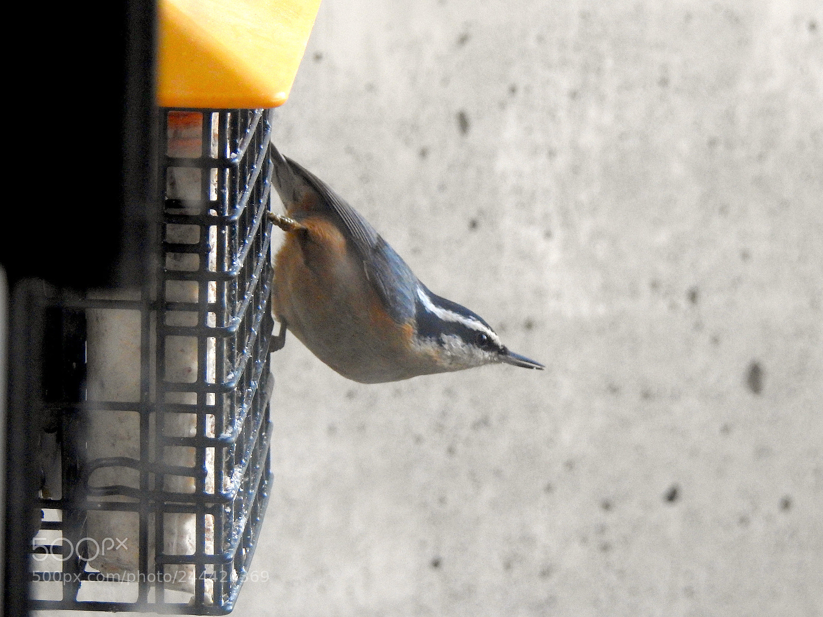 Nikon Coolpix P900 sample photo. Red-breasted nuthatch photography