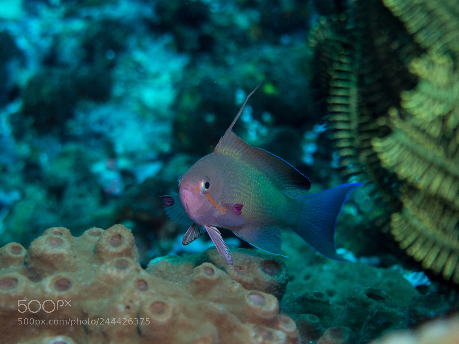 Olympus OM-D E-M10 sample photo. Anthia on coral reef photography