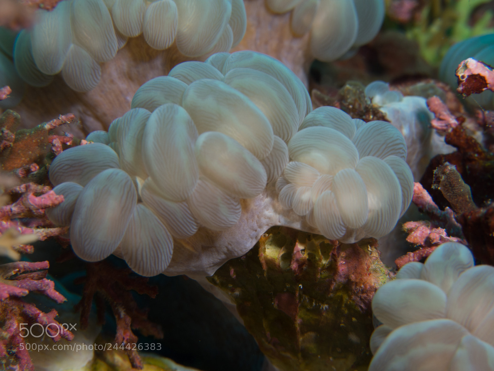 Olympus OM-D E-M10 sample photo. Bubble coral photography