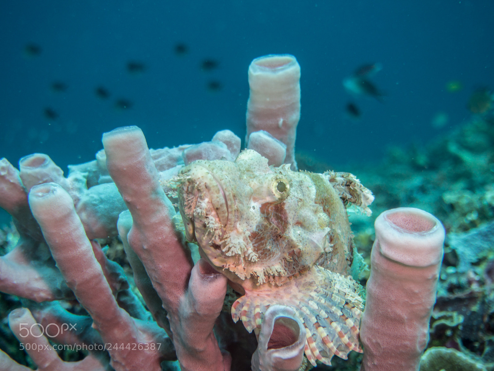 Olympus OM-D E-M10 sample photo. White scorpionfish on tube photography
