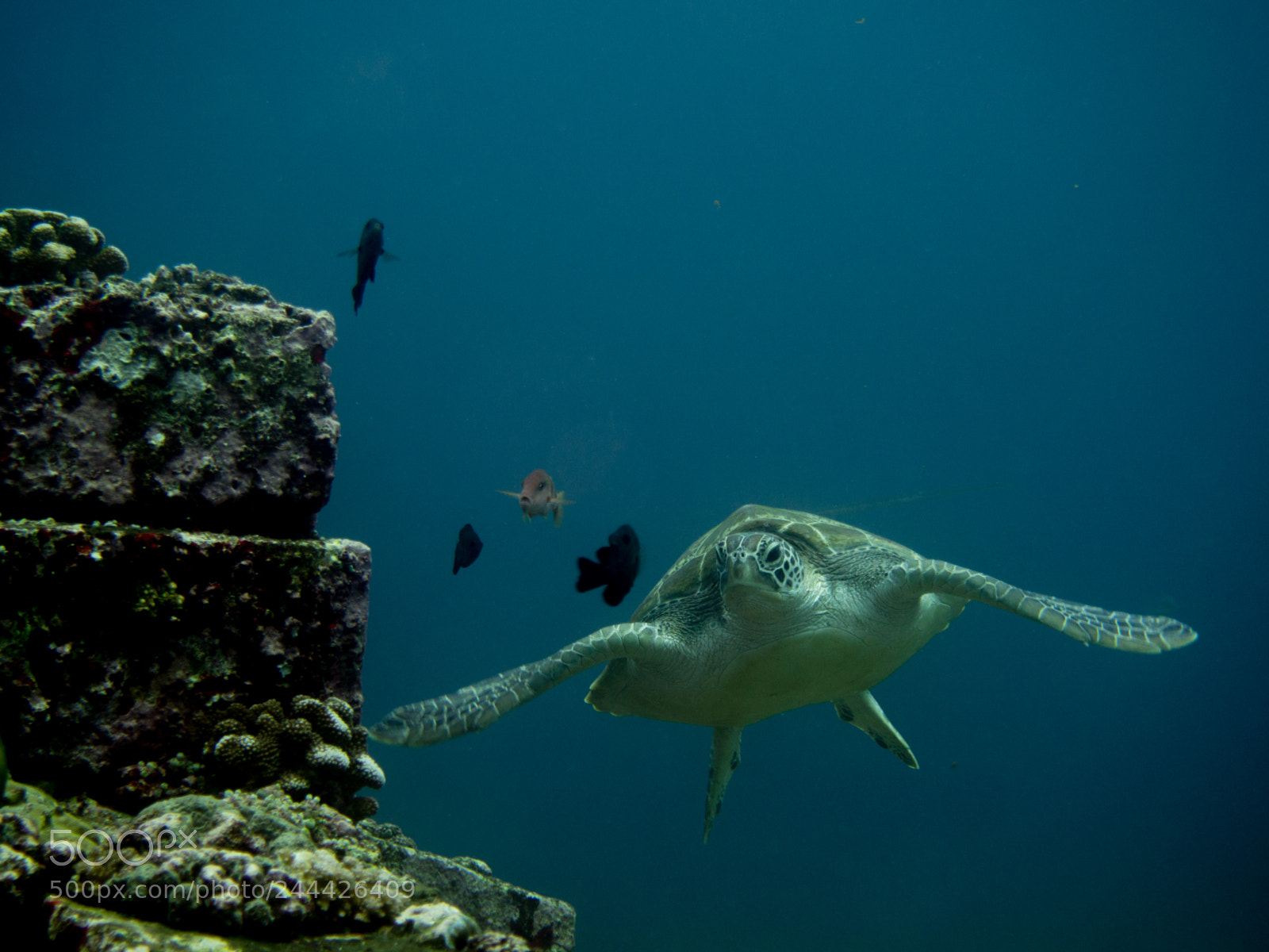 Olympus OM-D E-M10 sample photo. Green turtle swimming photography