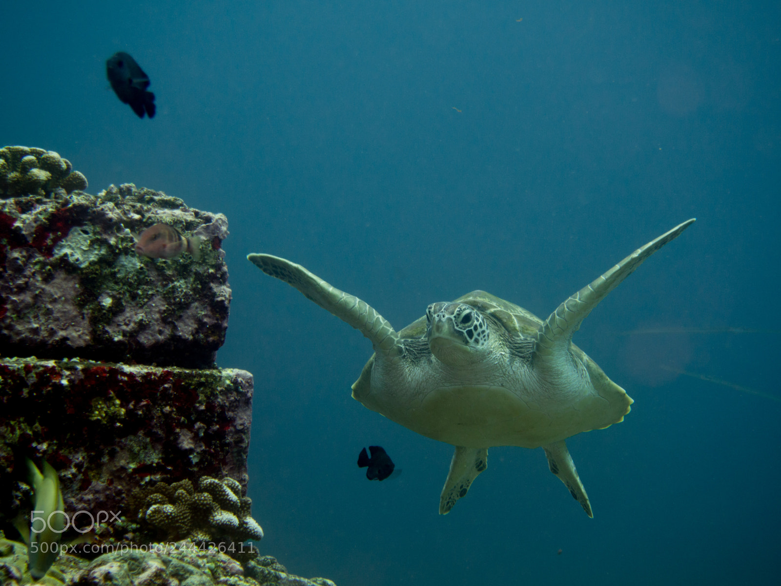 Olympus OM-D E-M10 sample photo. Green turtle swimming photography