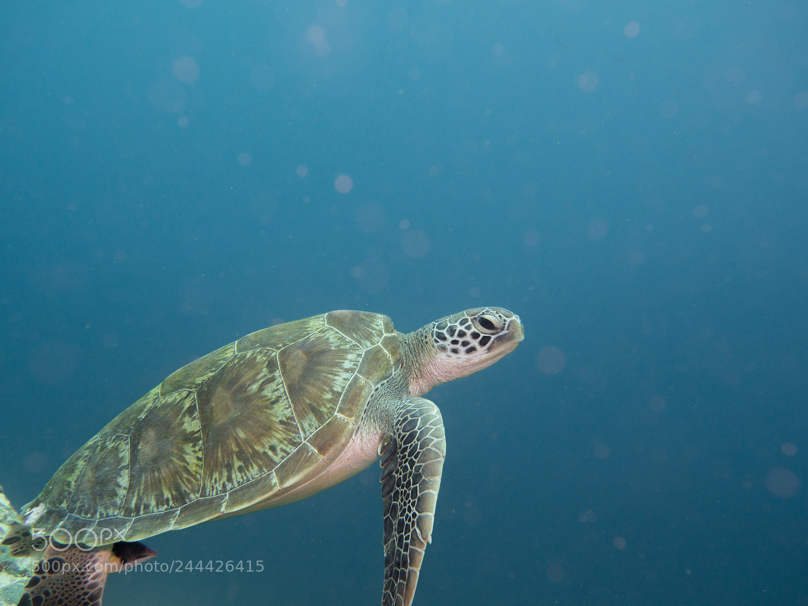 Olympus OM-D E-M10 sample photo. Green turtle swimming photography