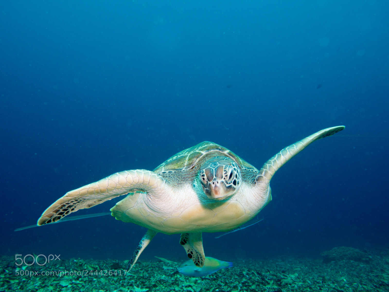 Olympus OM-D E-M10 sample photo. Green turtle swimming photography