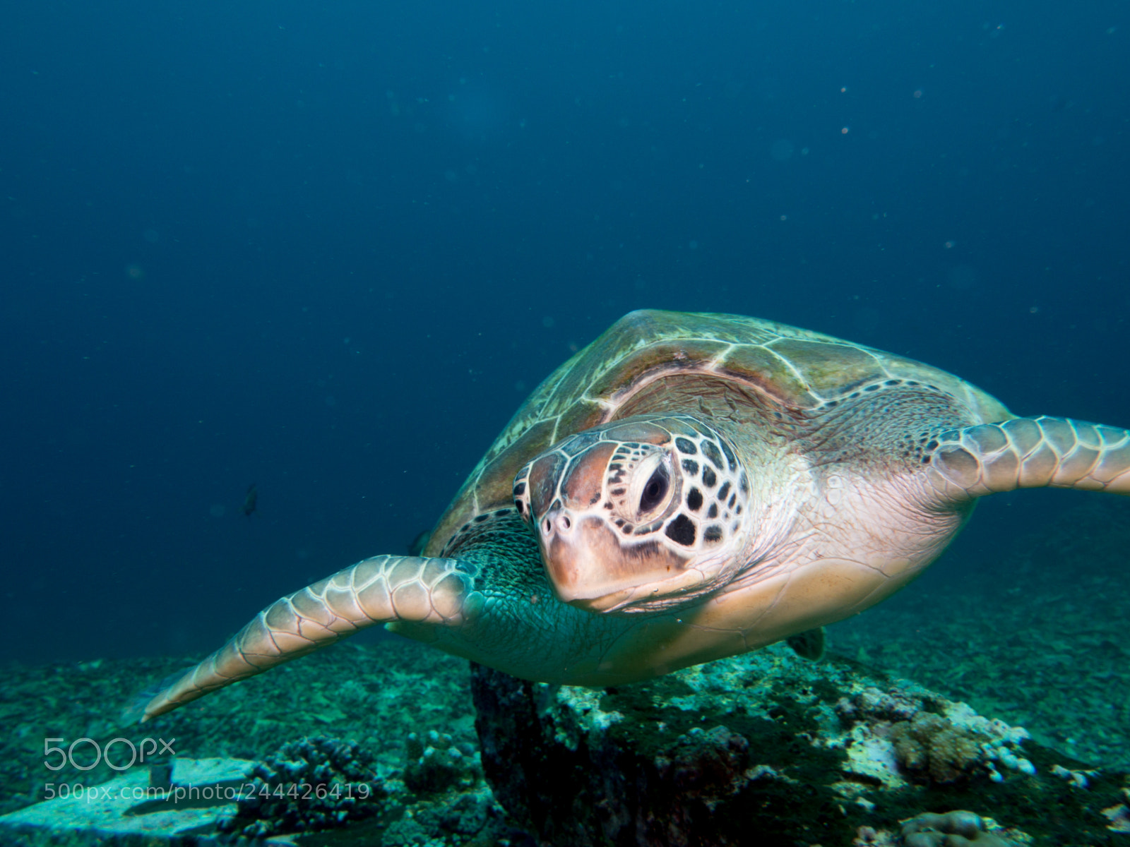 Olympus OM-D E-M10 sample photo. Green turtle close-up photography