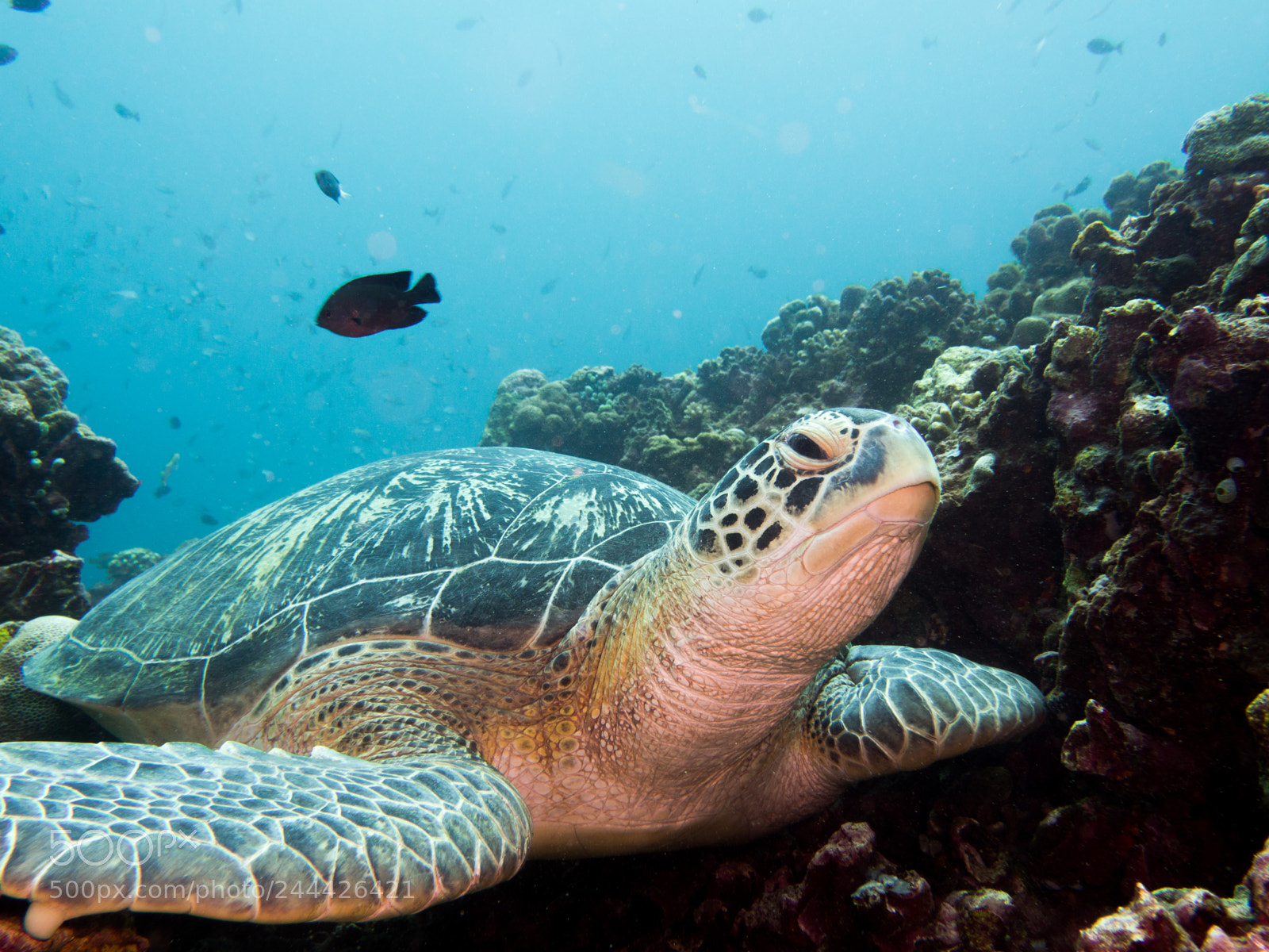 Olympus OM-D E-M10 sample photo. Green turtle on reef photography