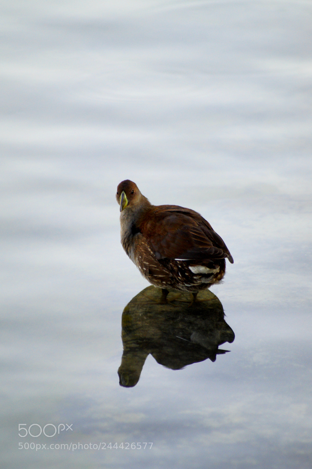 Sony SLT-A58 sample photo. Reflejo en el agua photography
