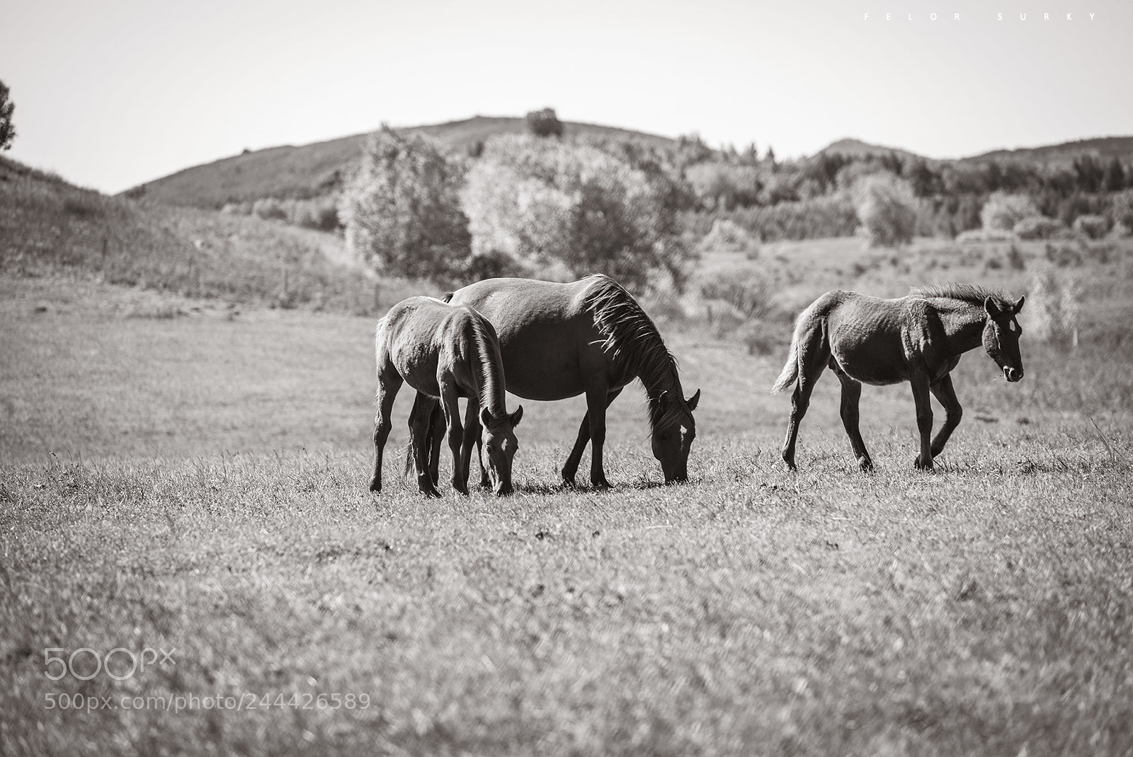 Nikon D800 sample photo. The horse photography
