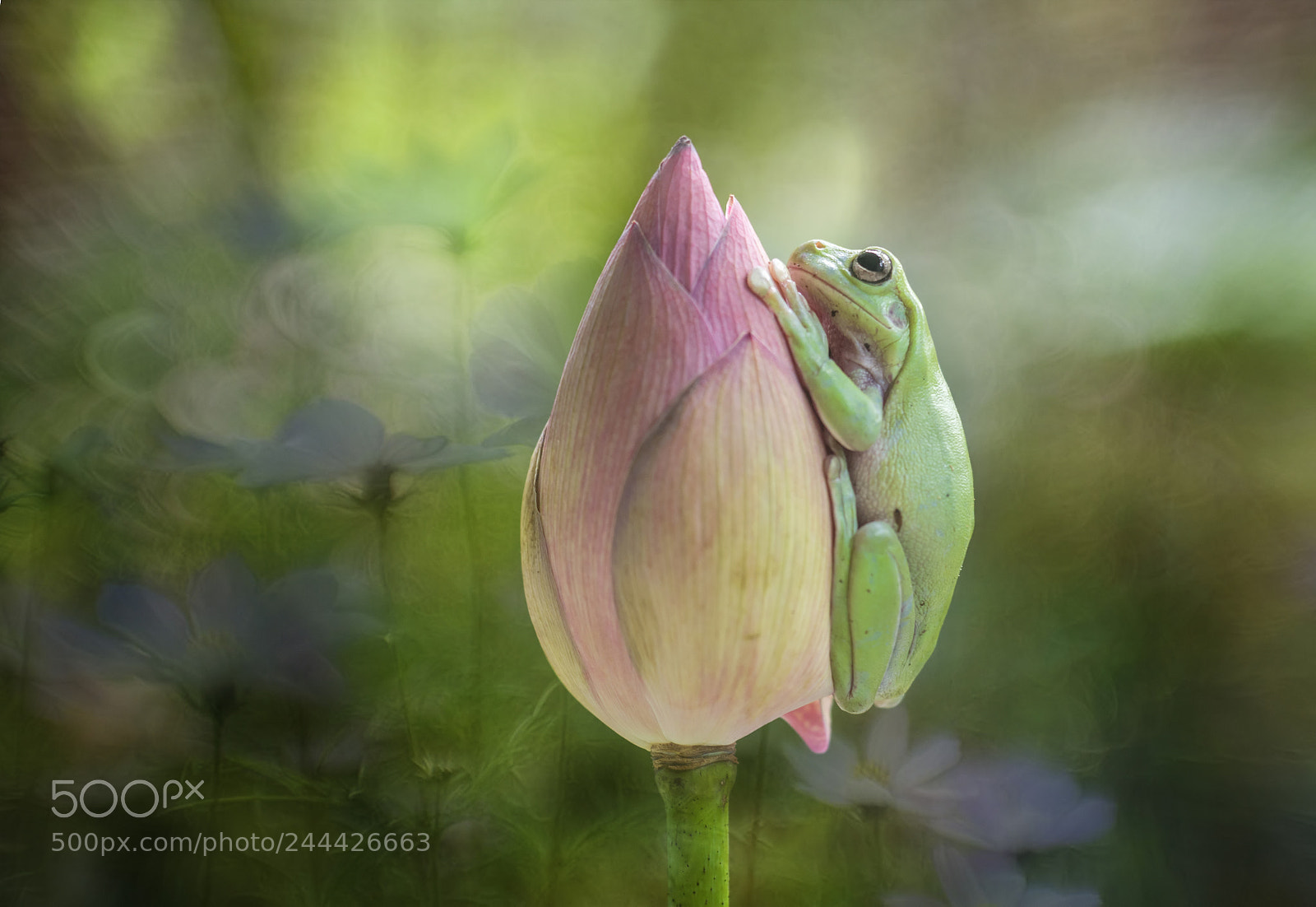 Nikon D800 sample photo. Frog in the flower photography