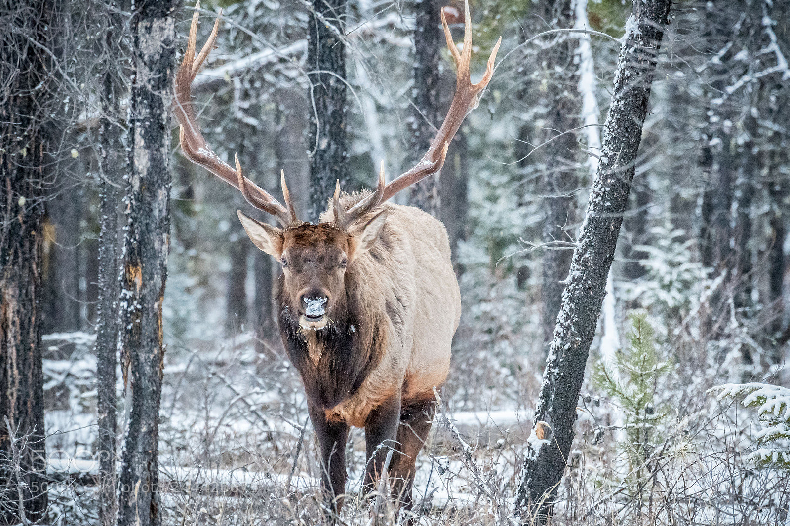 Nikon D500 sample photo. Jasper wapiti photography