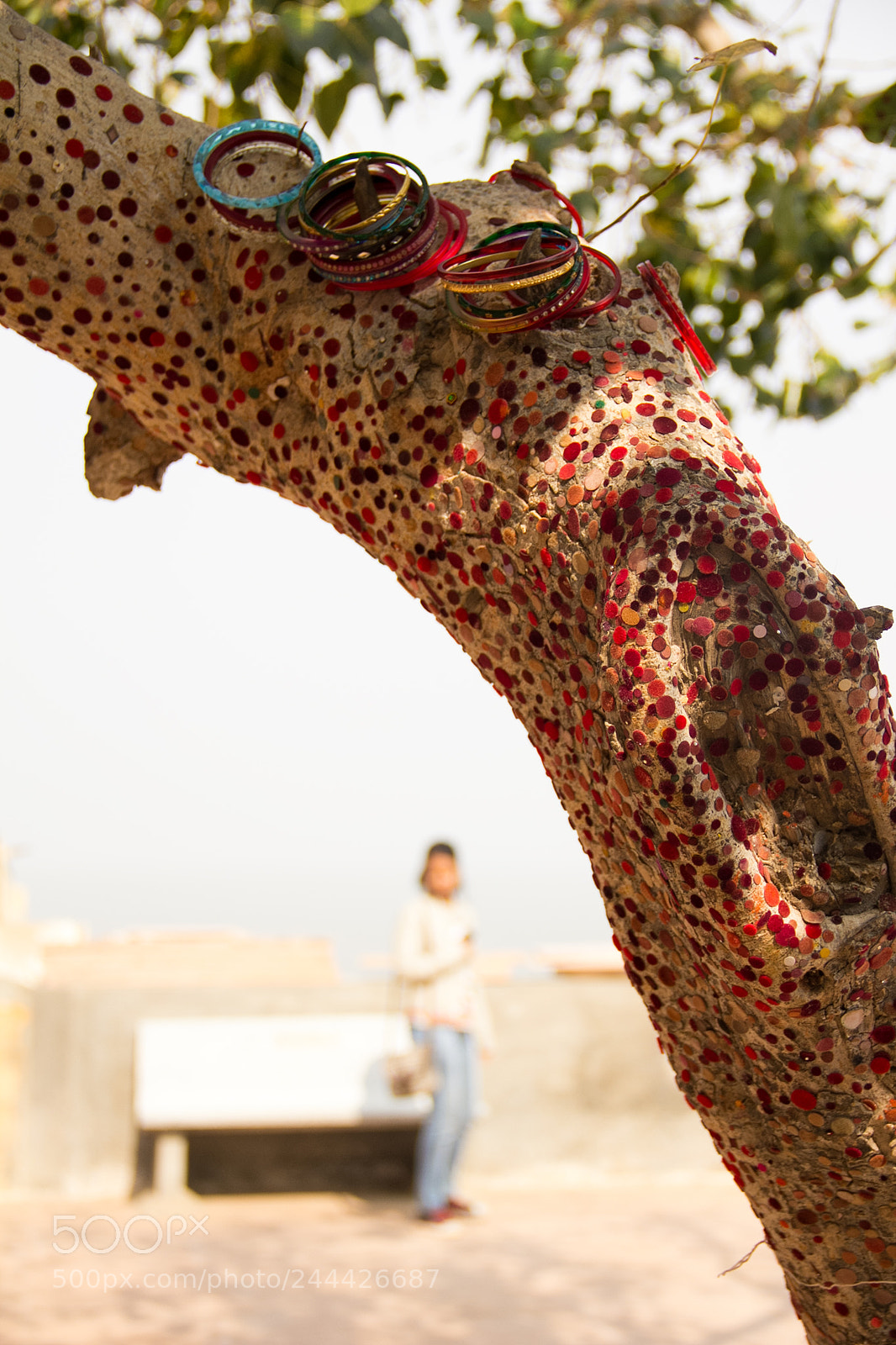 Canon EOS 60D sample photo. The bindi tree photography
