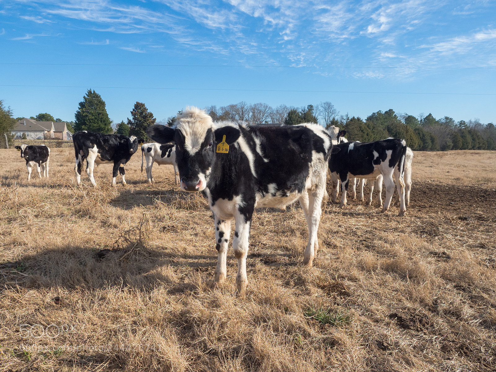 Olympus OM-D E-M1 Mark II sample photo. Cows photography