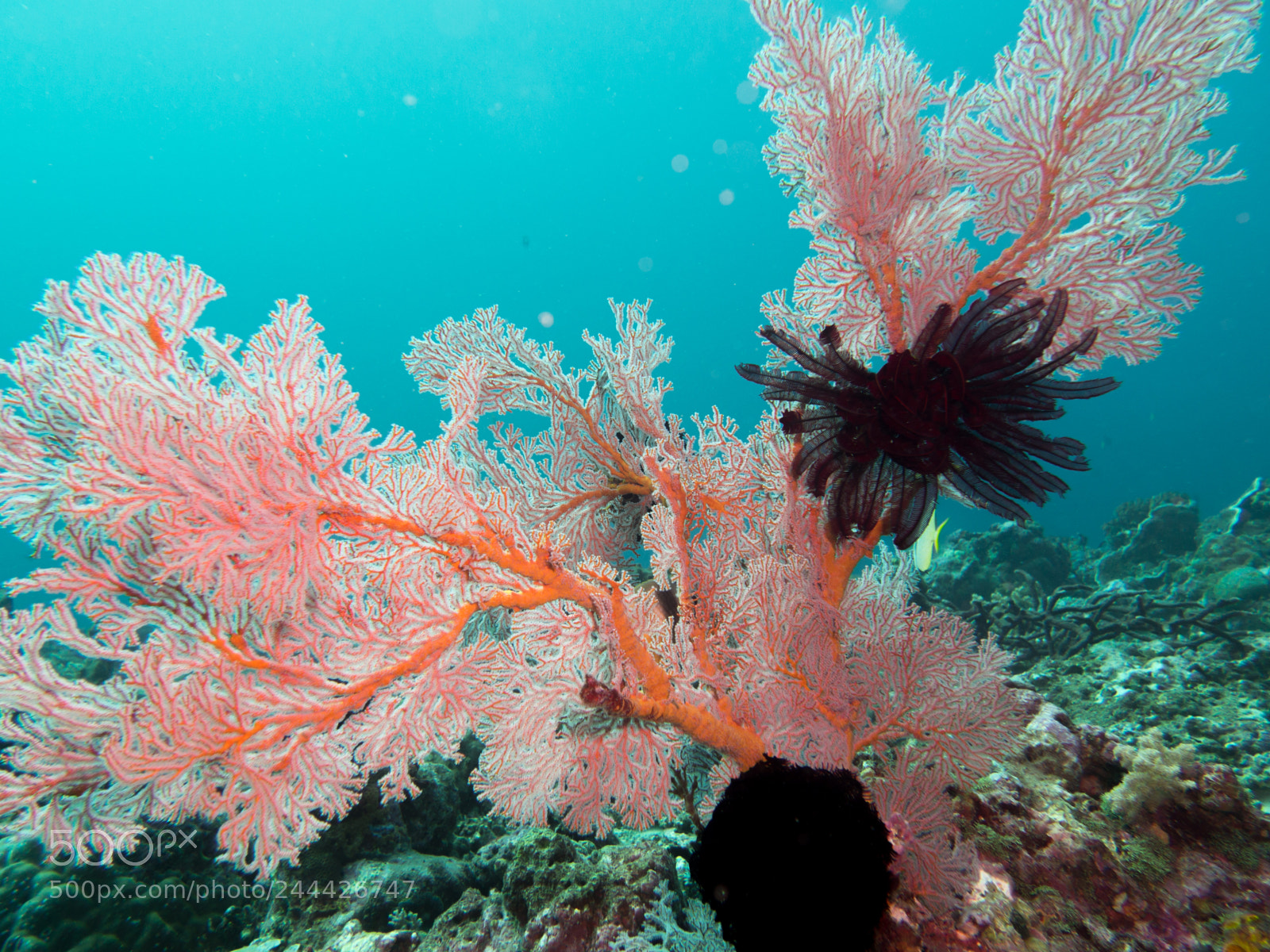 Olympus OM-D E-M10 sample photo. Red sea fan with photography