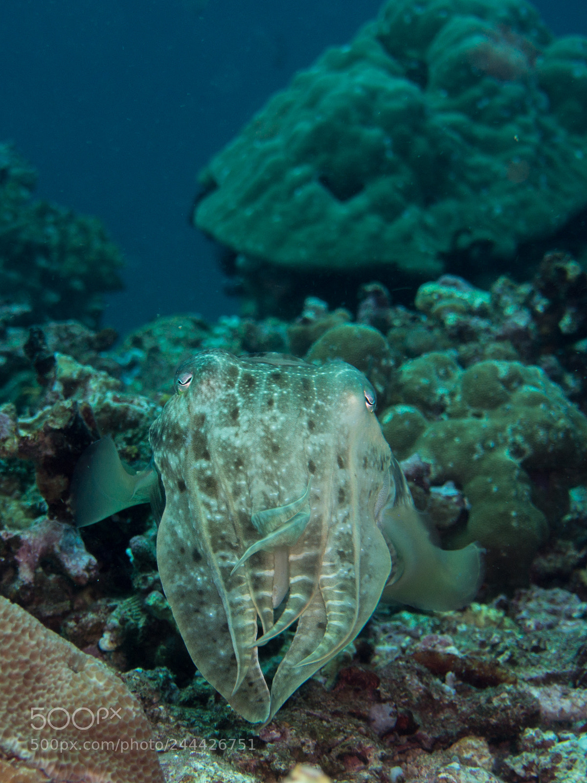 Olympus OM-D E-M10 sample photo. Cuttlefish photography