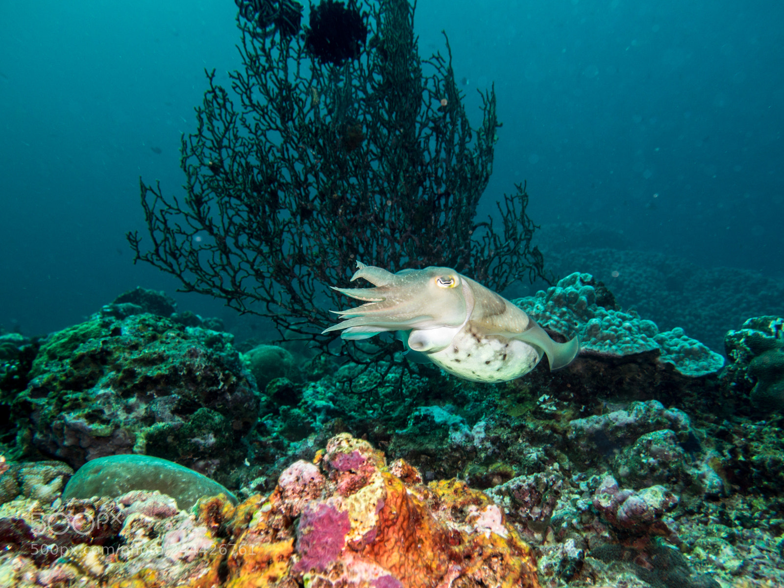 Olympus OM-D E-M10 sample photo. Cuttlefish swimming photography