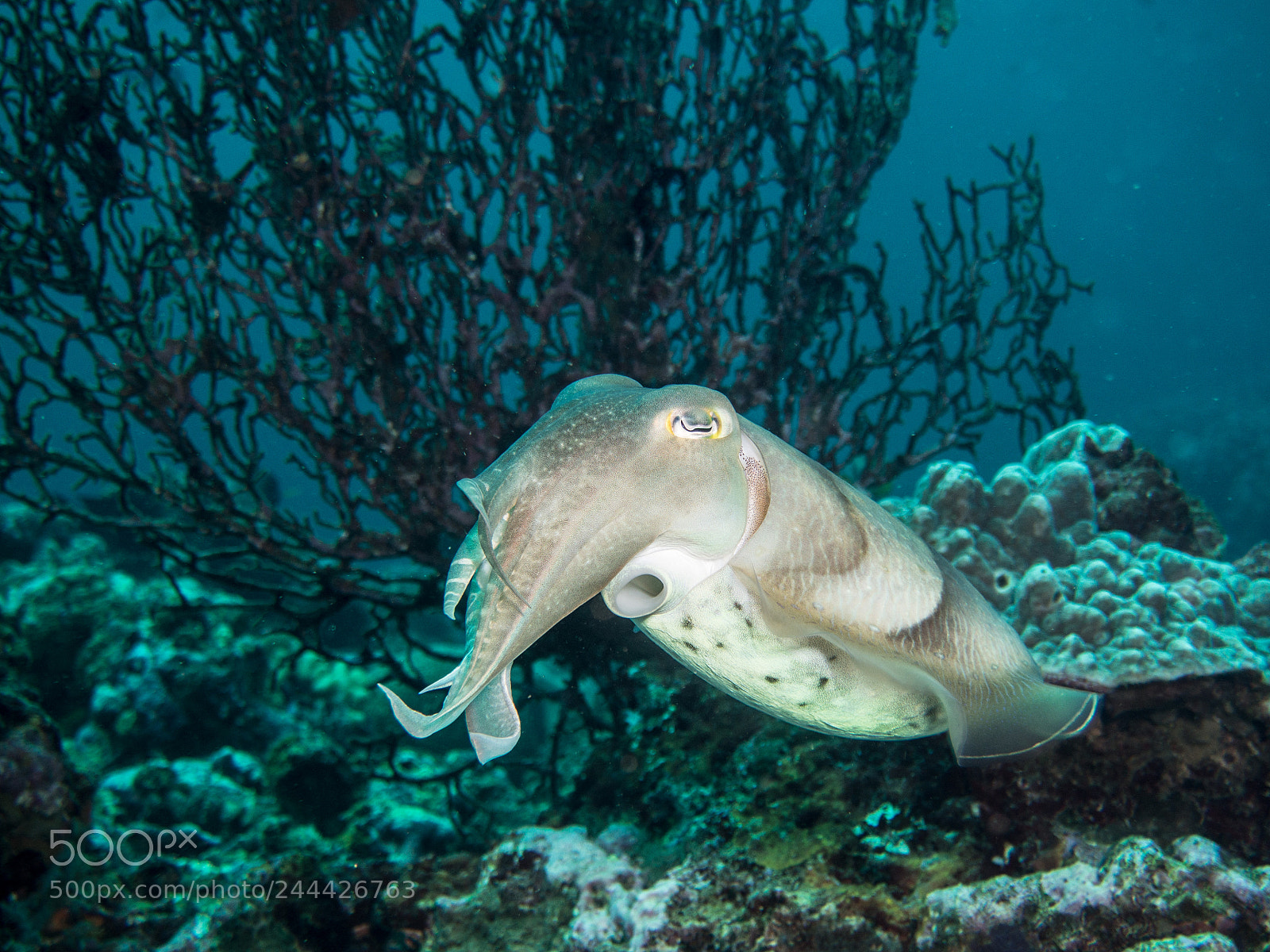 Olympus OM-D E-M10 sample photo. Cuttlefish close-up photography