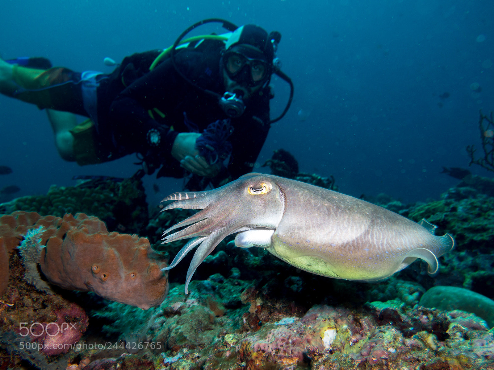 Olympus OM-D E-M10 sample photo. Cuttlefish with diver photography