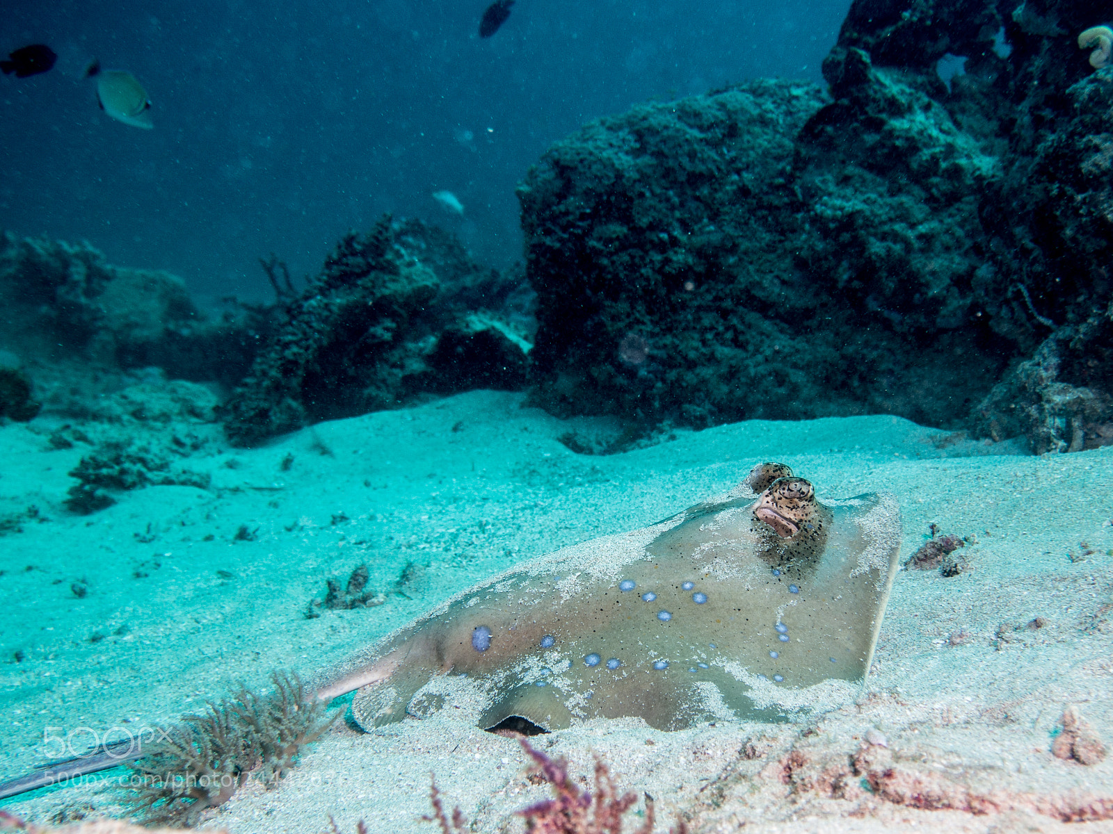 Olympus OM-D E-M10 sample photo. Blue-spotted stingray photography