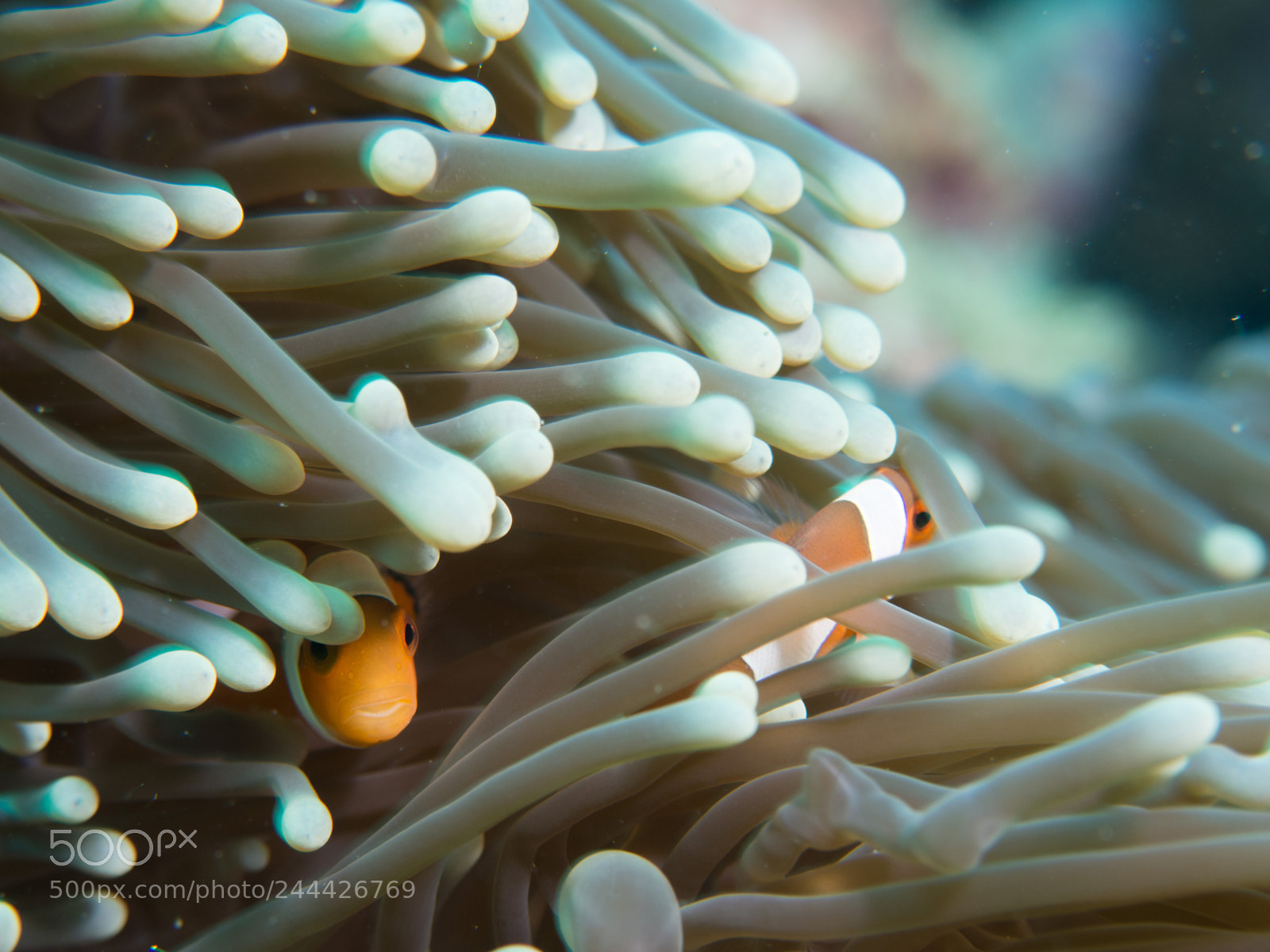 Olympus OM-D E-M10 sample photo. Clownfish hiding in anemone photography