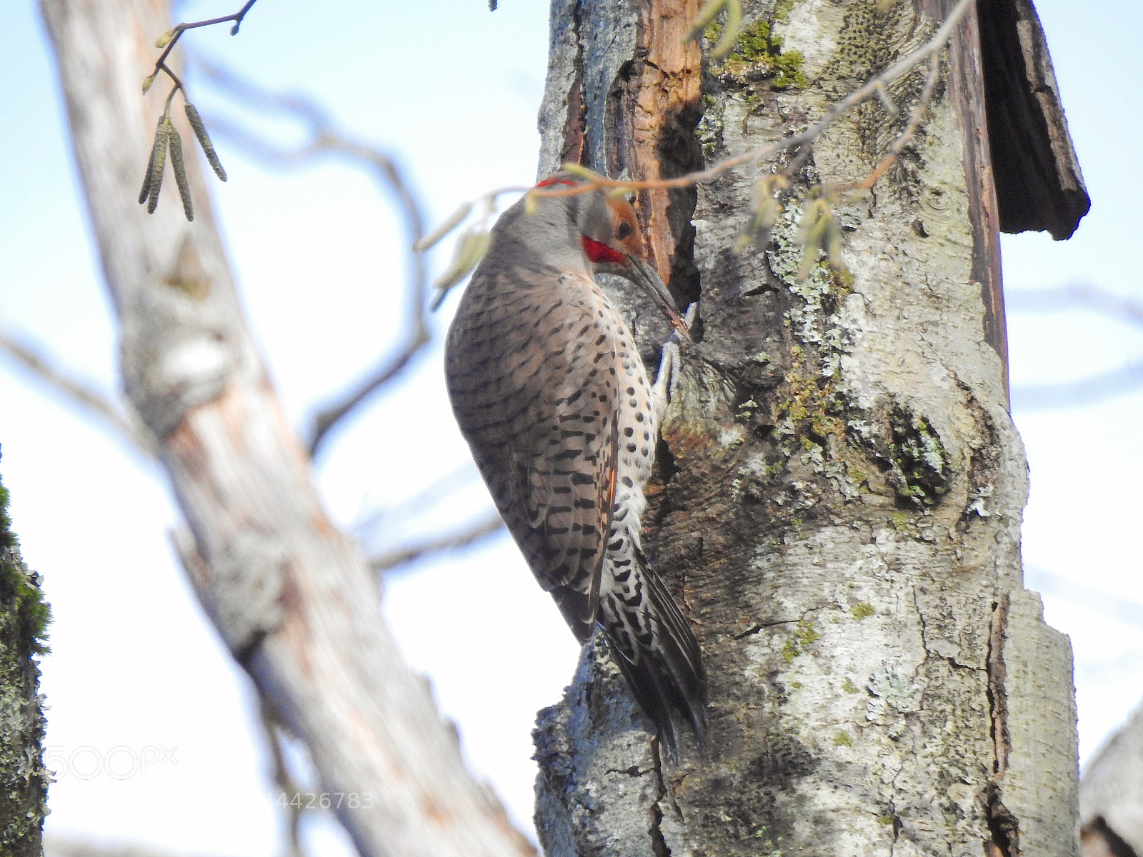 Nikon Coolpix P900 sample photo. Northern flicker photography