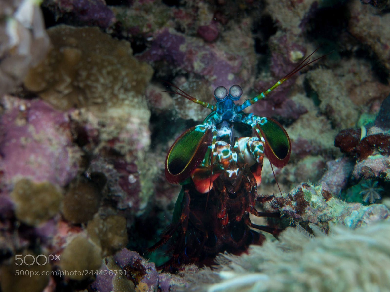 Olympus OM-D E-M10 sample photo. Mantis shrimp photography