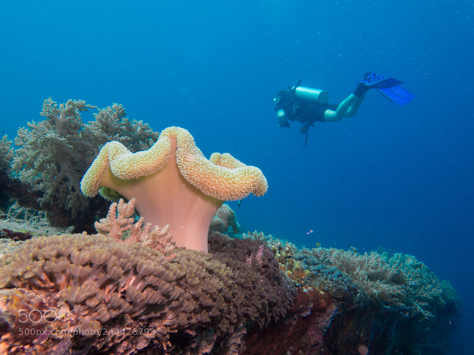 Olympus OM-D E-M10 sample photo. Diver with sponge photography