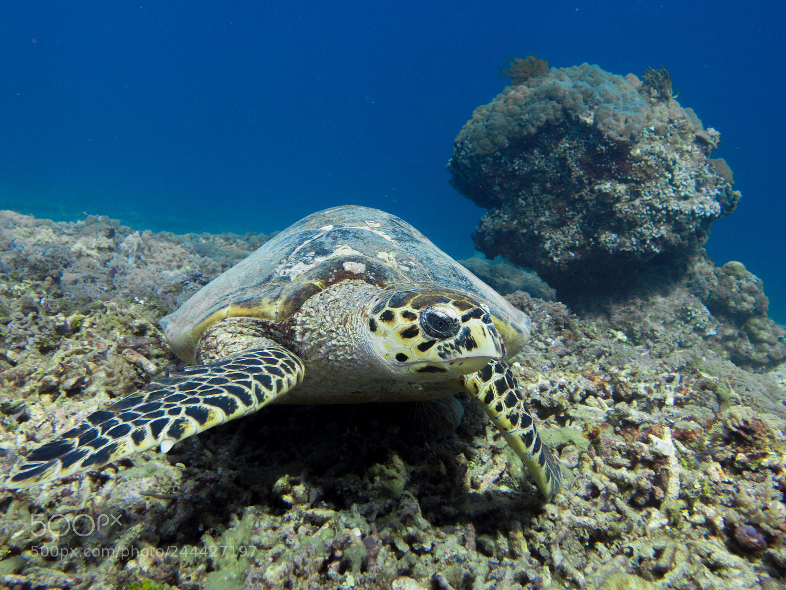 Olympus OM-D E-M10 sample photo. Hawksbill turtle photography