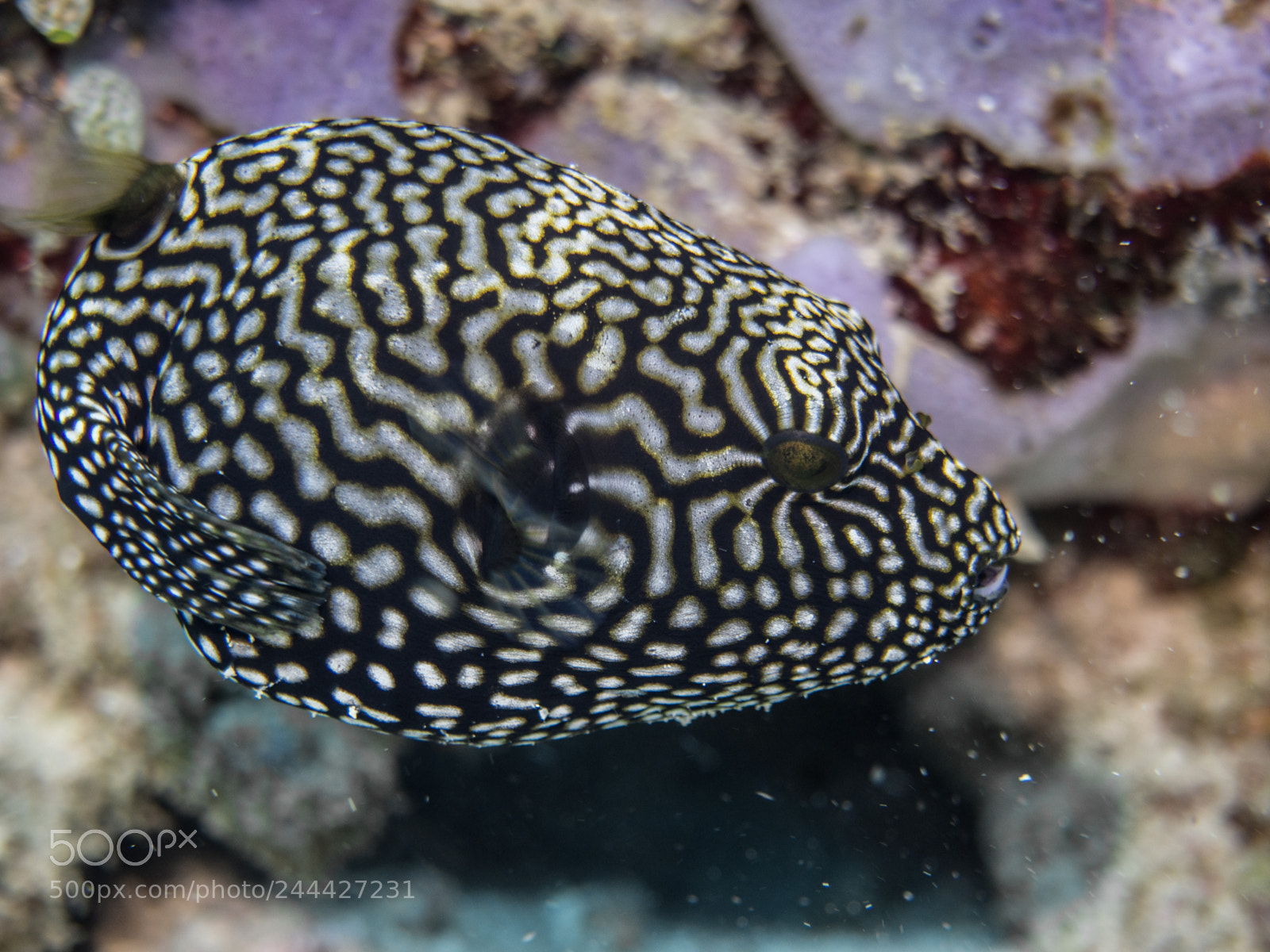 Olympus OM-D E-M10 sample photo. Pufferfish photography