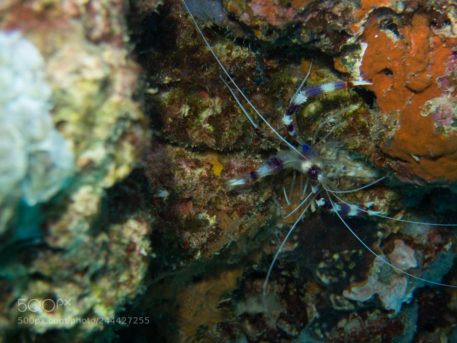 Olympus OM-D E-M10 sample photo. Cleaner shrimp photography
