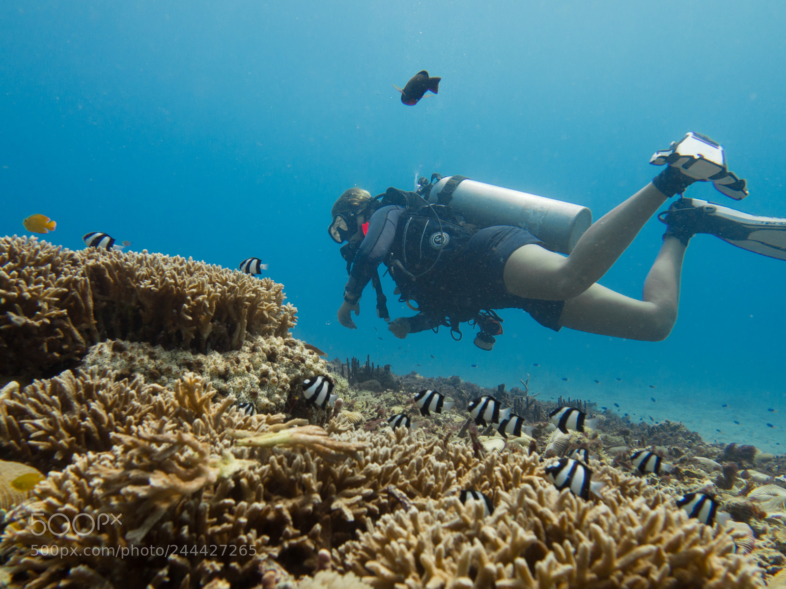 Olympus OM-D E-M10 sample photo. Diver with fish photography