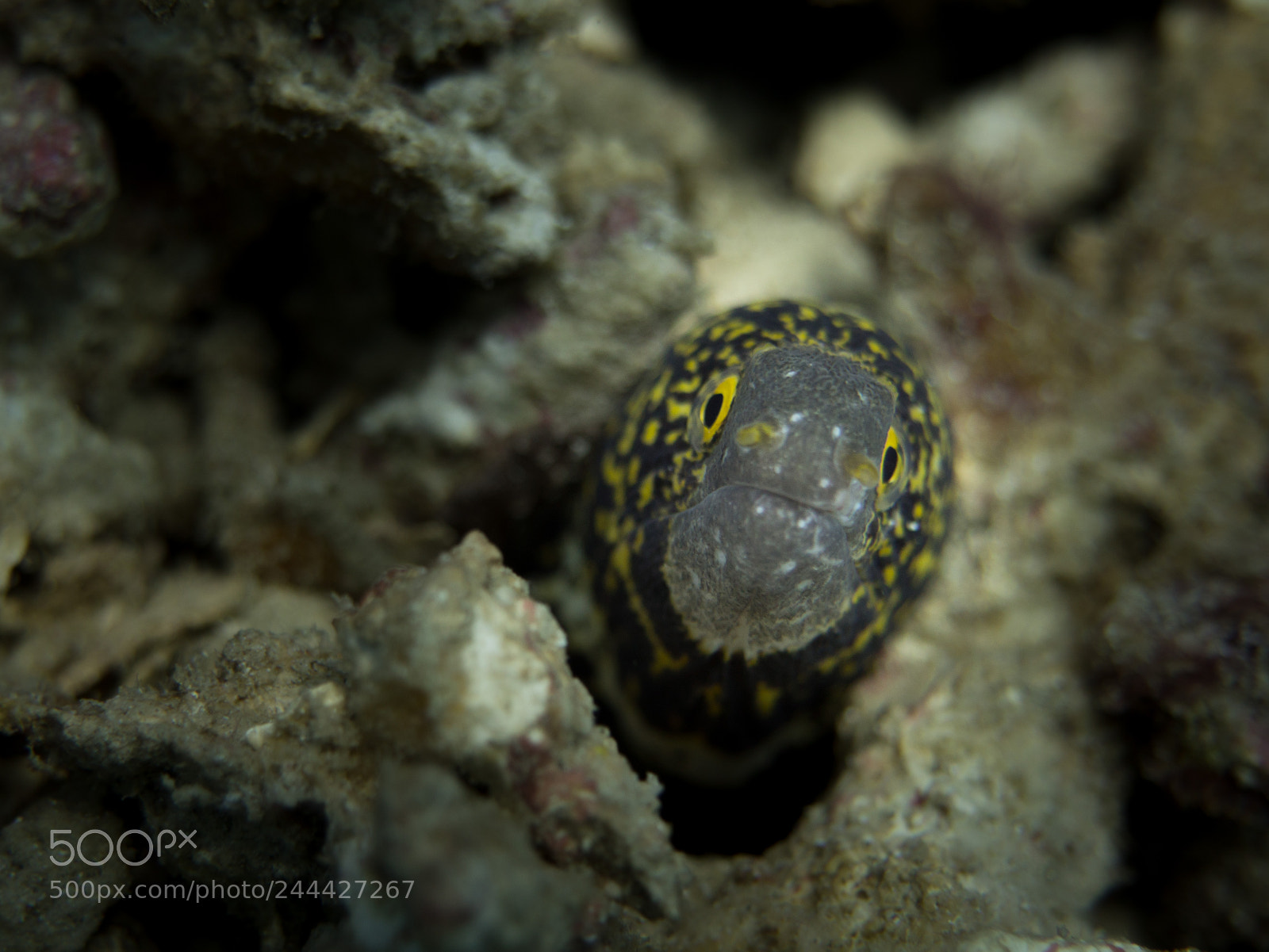 Olympus OM-D E-M10 sample photo. Moray eel photography