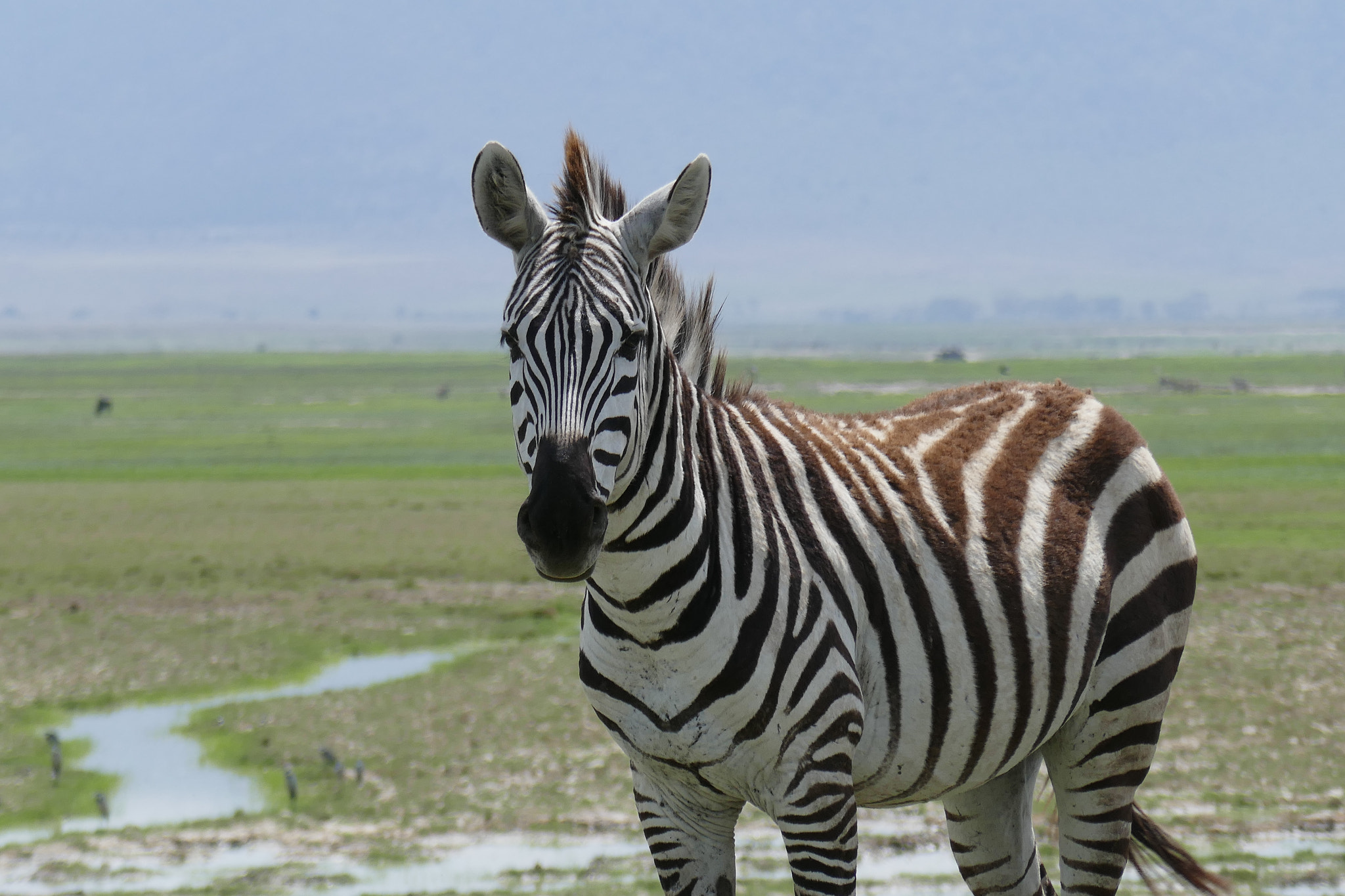 Panasonic Lumix DMC-ZS100 (Lumix DMC-TZ100) sample photo. Zebra, ngorongoro crater, tanzania photography