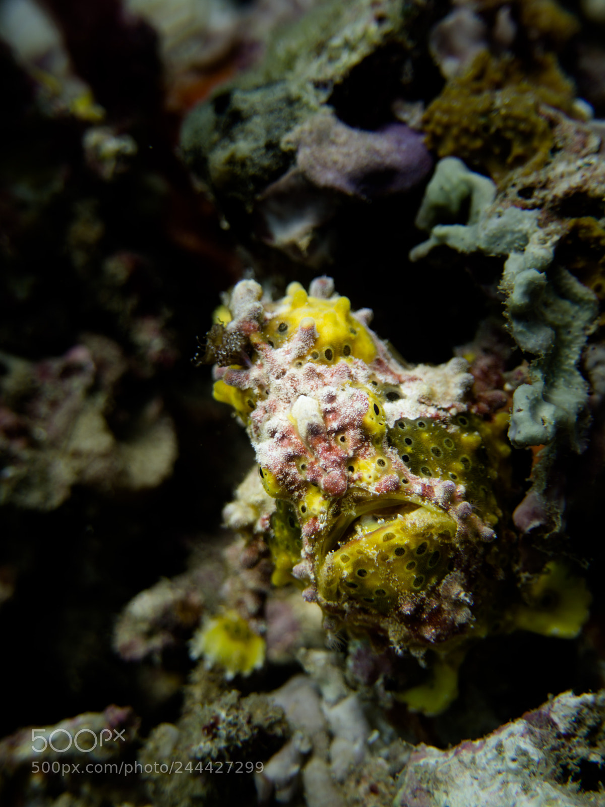 Olympus OM-D E-M10 sample photo. Frogfish photography