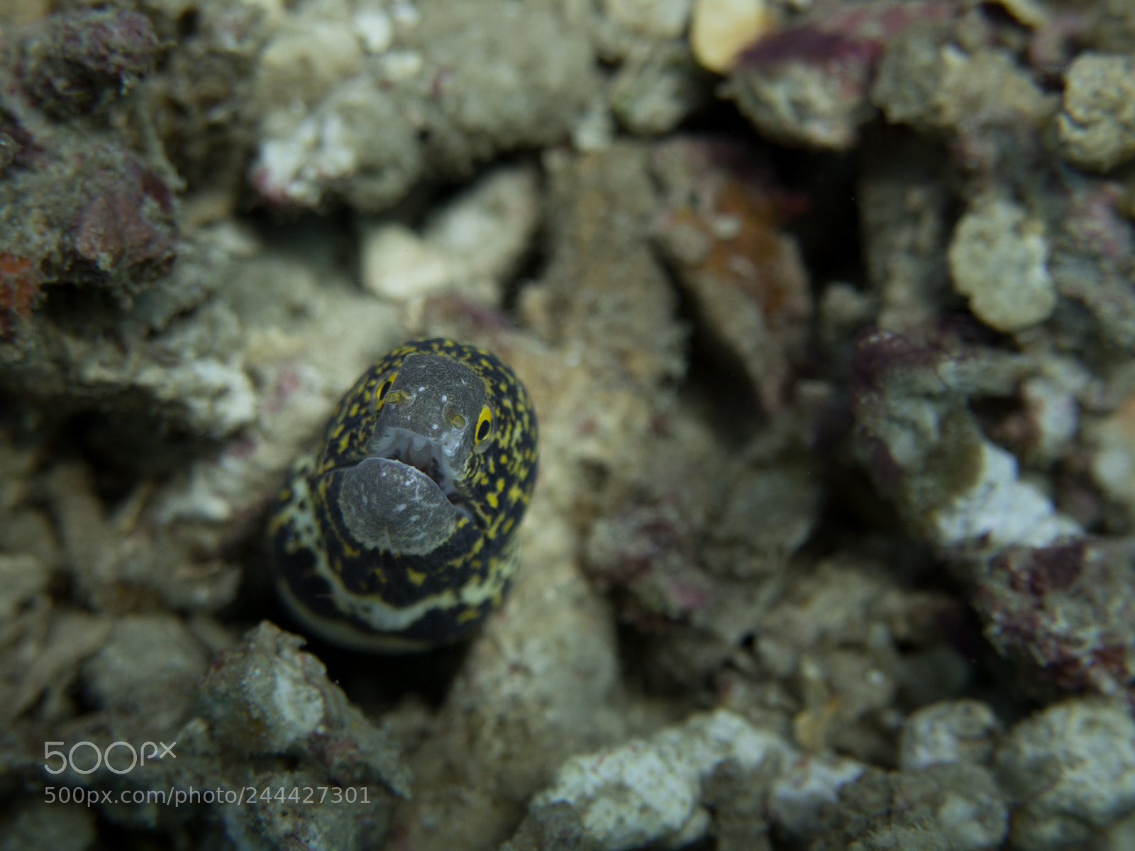 Olympus OM-D E-M10 sample photo. Moray eel photography