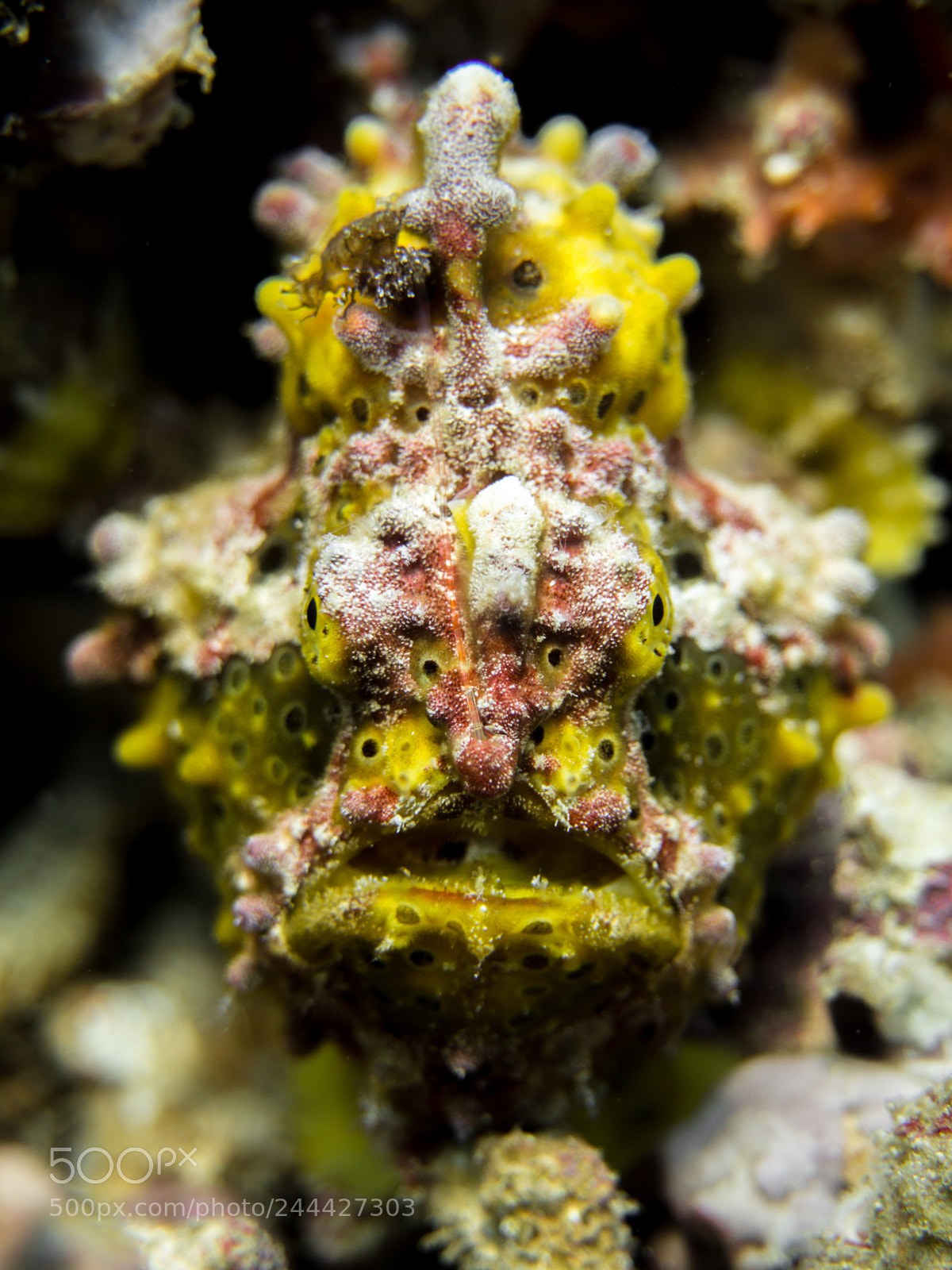 Olympus OM-D E-M10 sample photo. Frogfish close-up photography