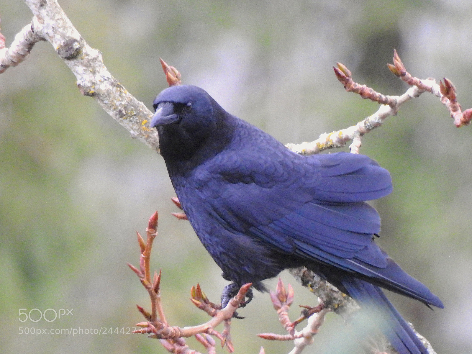Nikon Coolpix P900 sample photo. Crow's colours photography