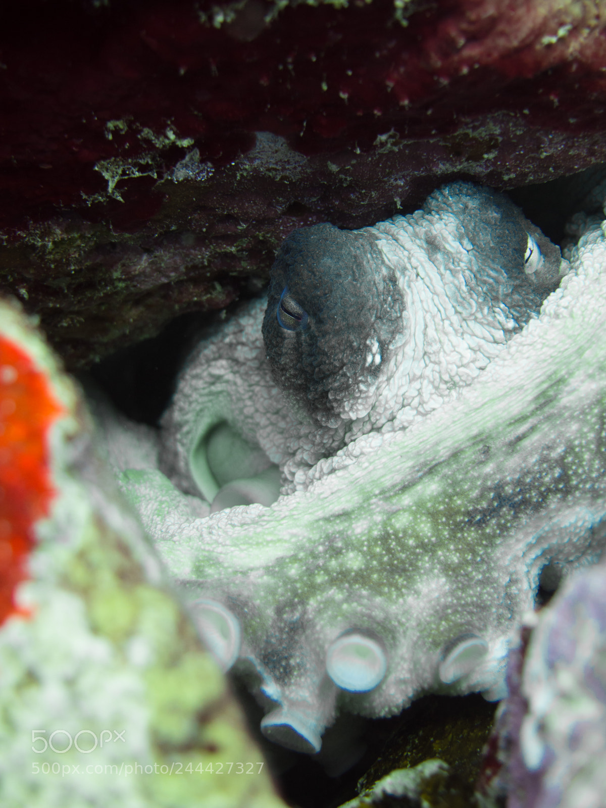 Olympus OM-D E-M10 sample photo. Octopus photography