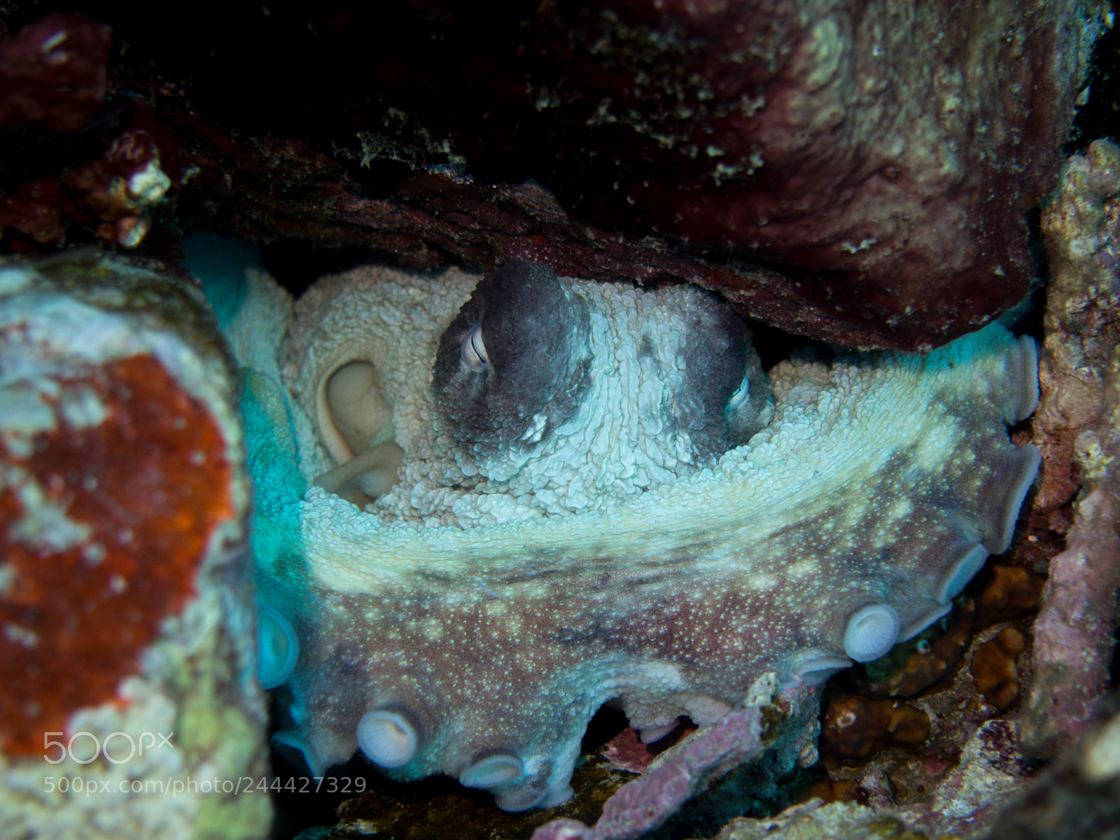 Olympus OM-D E-M10 sample photo. Octopus photography